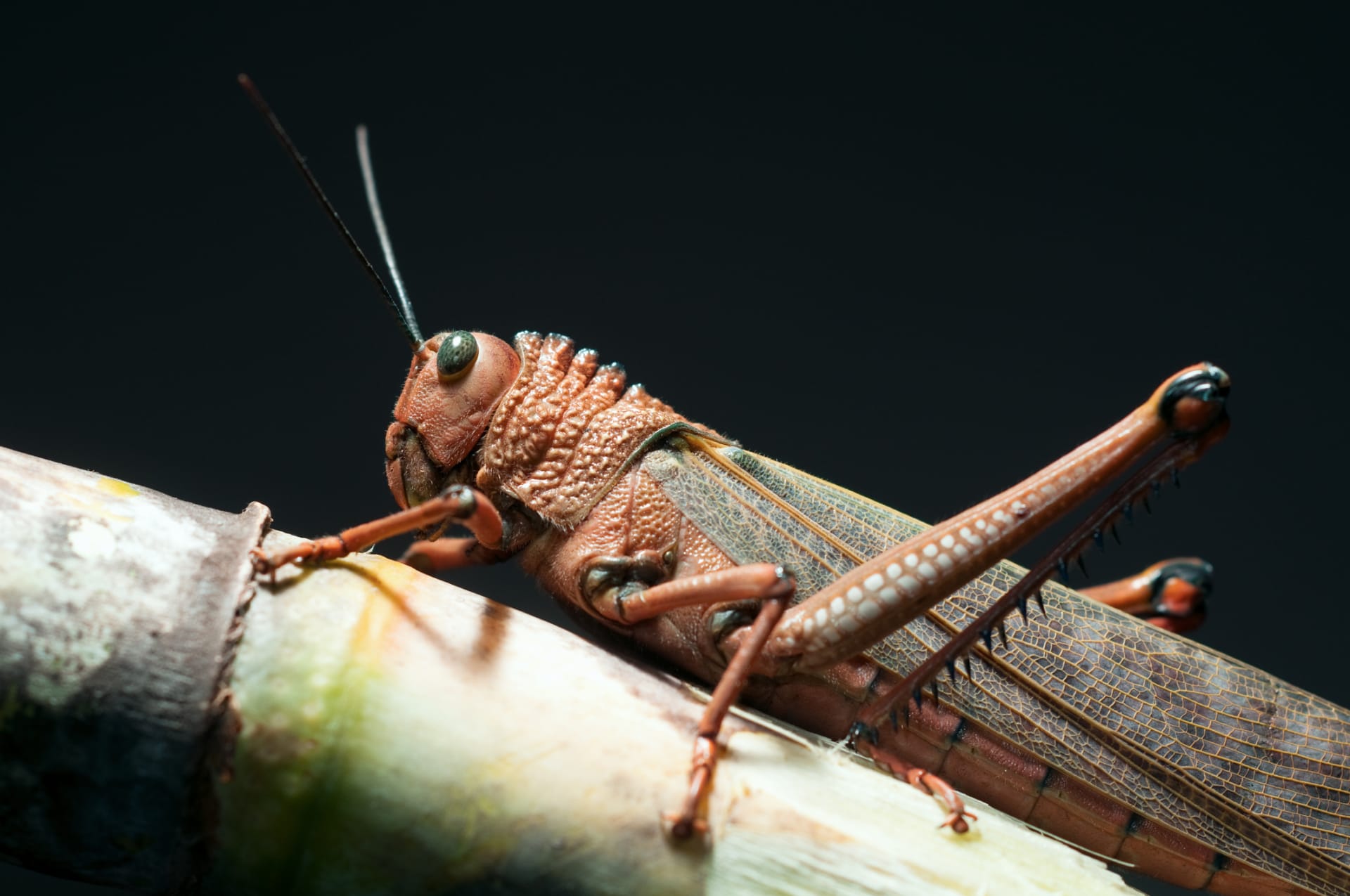 Sarančata mají kratší délku tykadel než kobylky