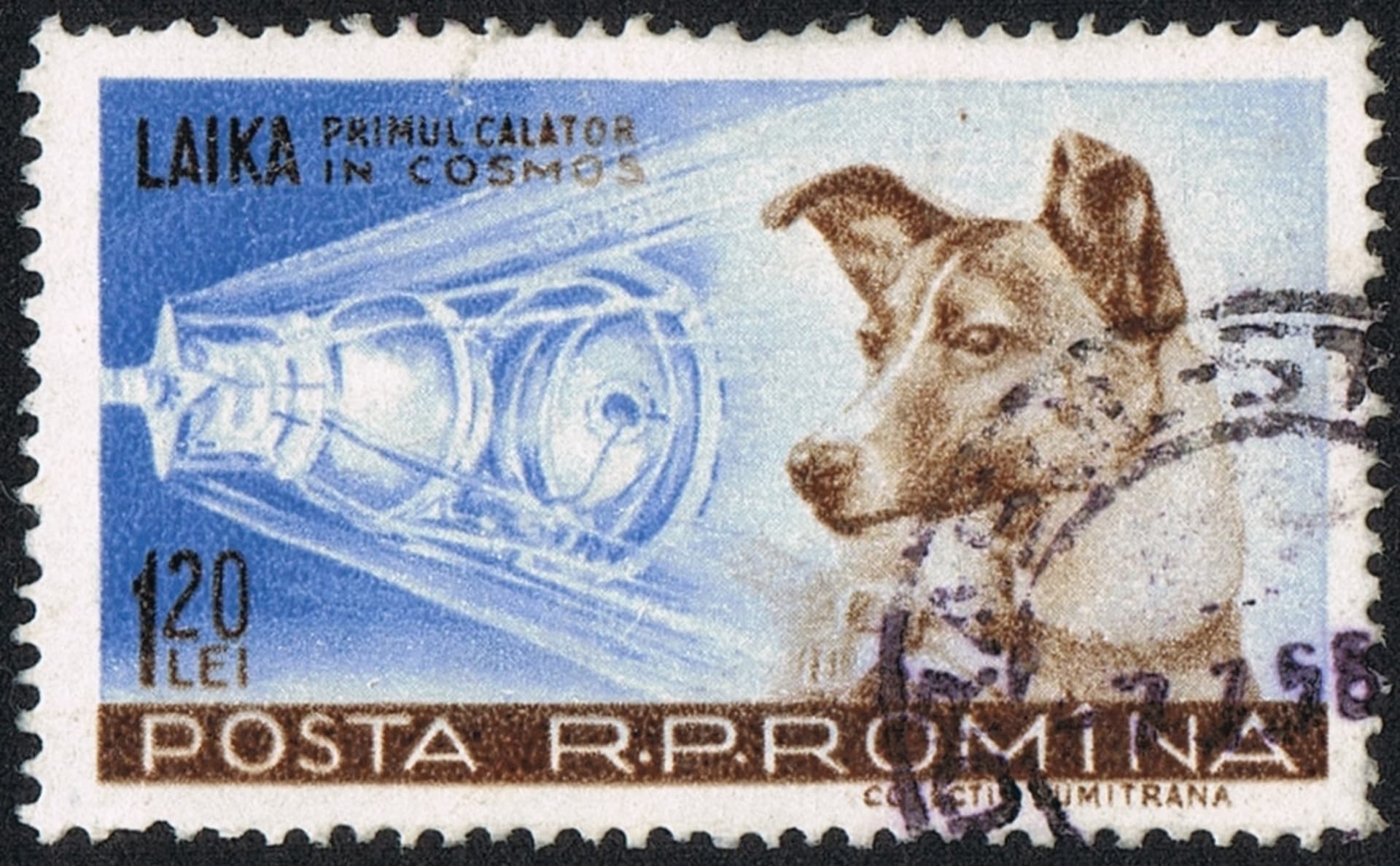 Lajka na rumunské poštovní známce z roku 1959