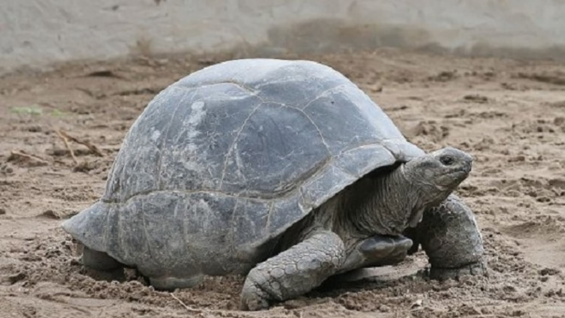 Nejdéle žijíci zvířata světa - želva Aldabrachelys gigantea