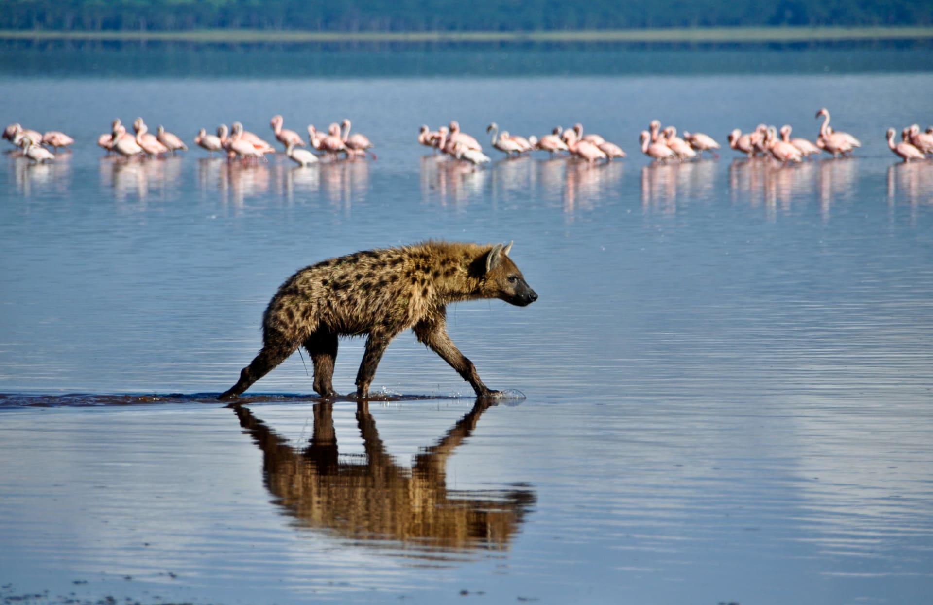 Tanzanie jezero Natron hyena