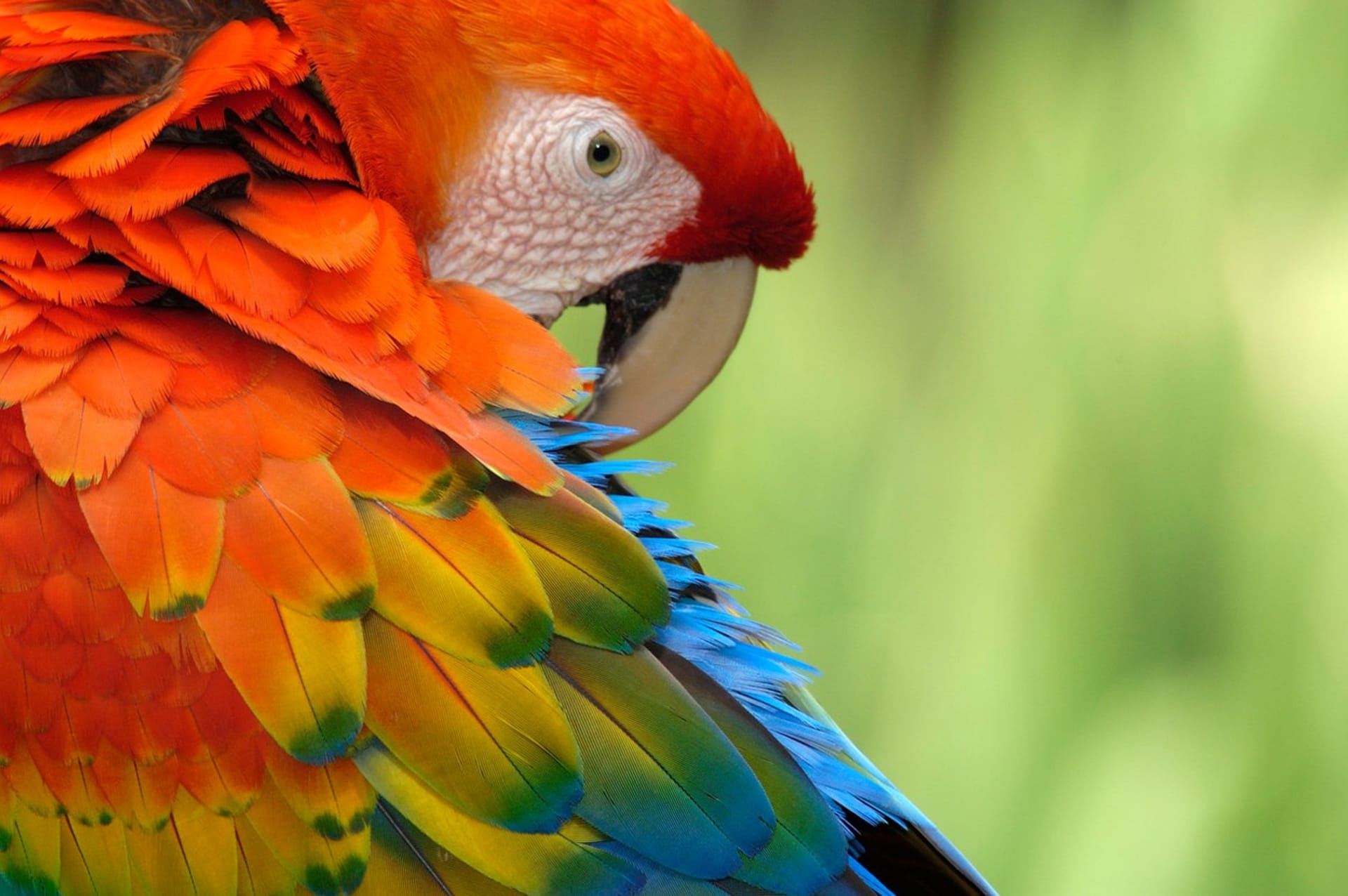 Pestrá krása papoušků