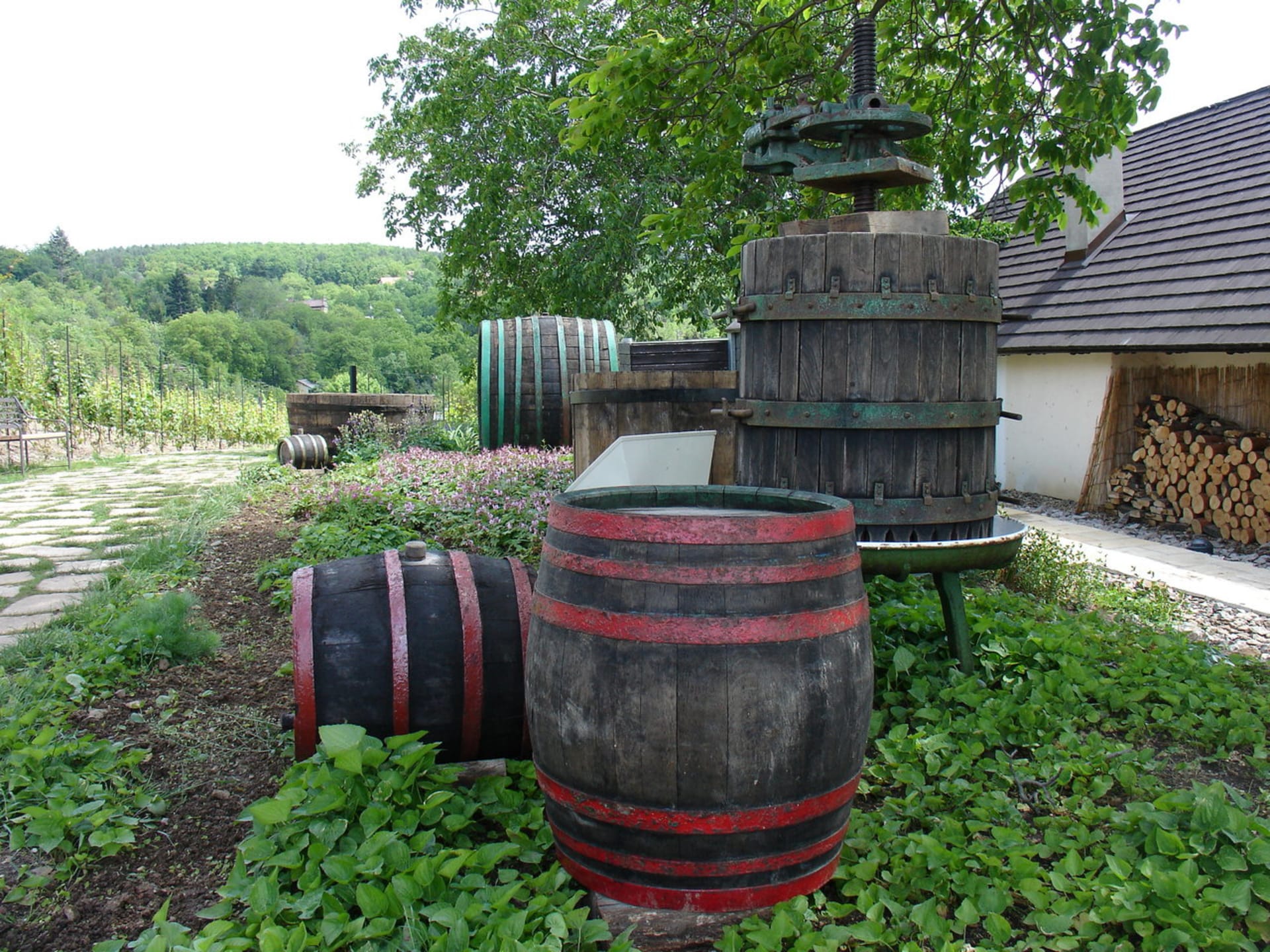 Vinice v pražské Botanické