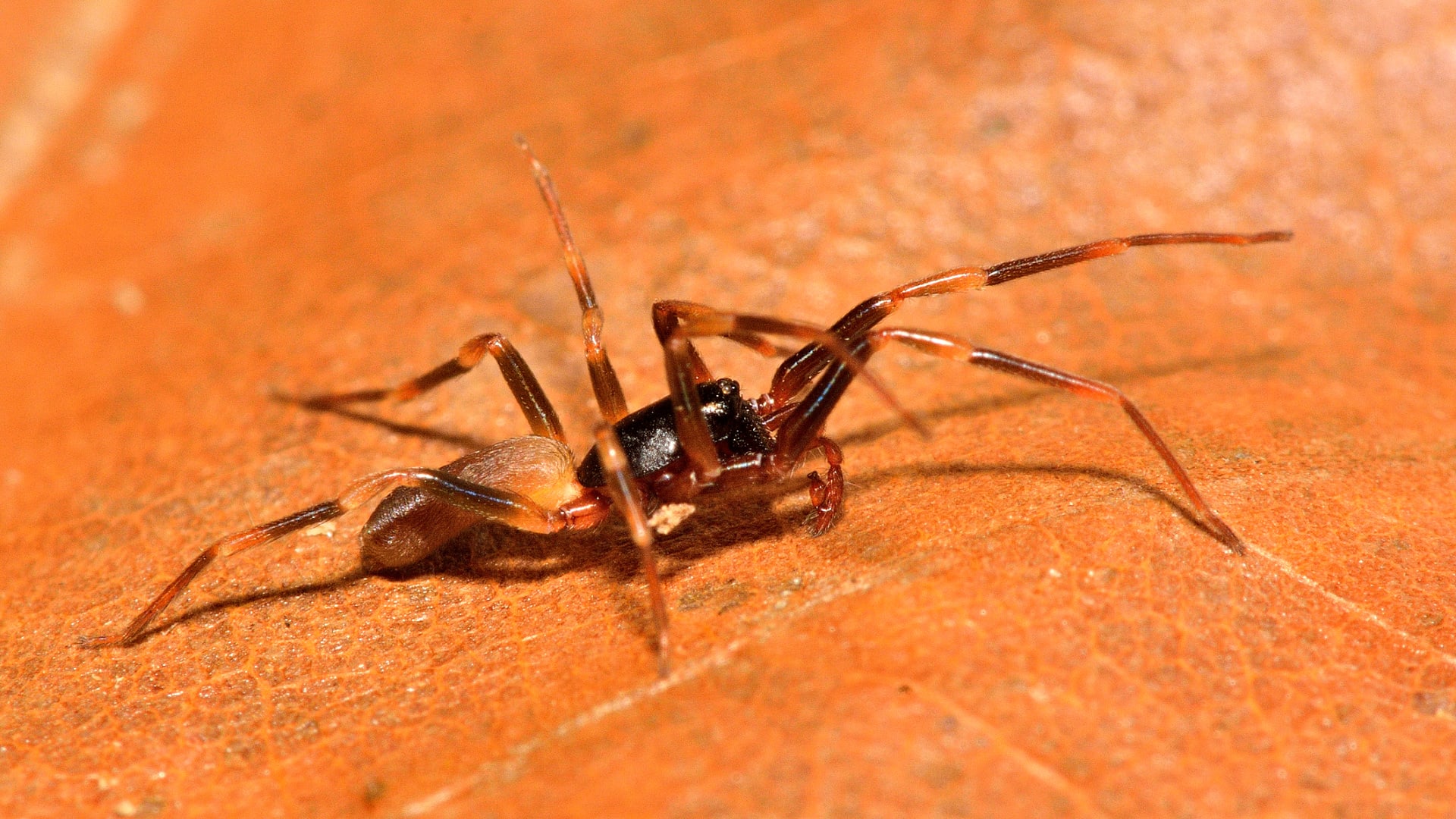 Pavouk rodu Harpactea - blízký příbuzný šestiočky sadistické