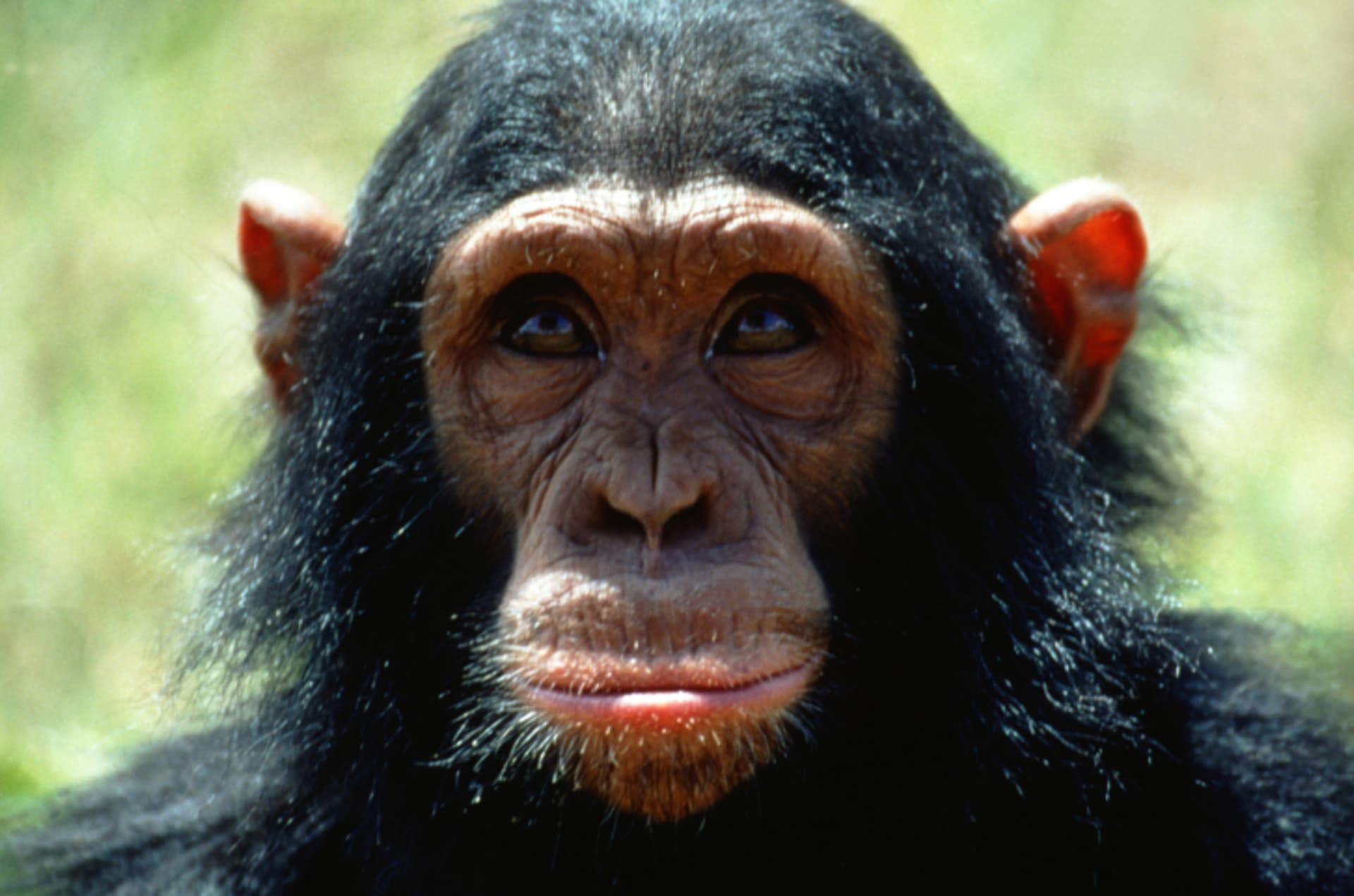 Šimpanzi - Obrázek 1