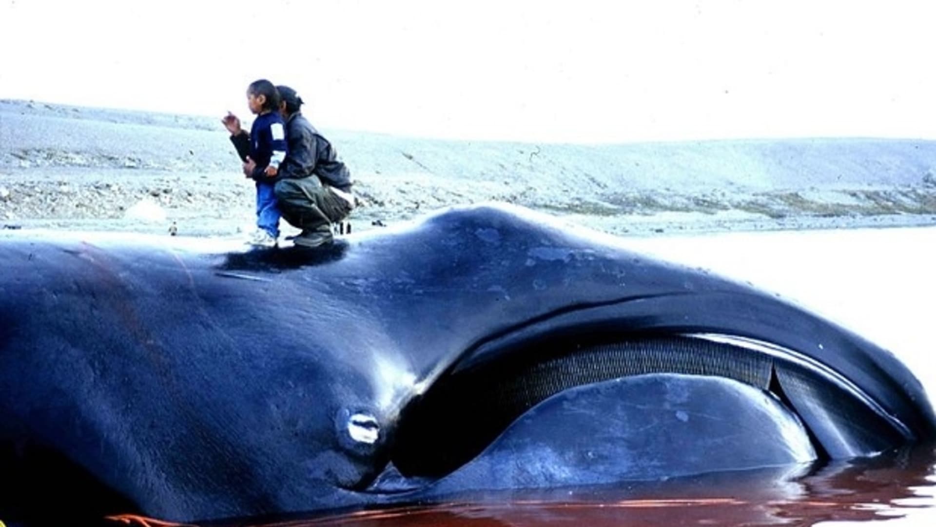 Nejdéle žijíci zvířata světa - velryby