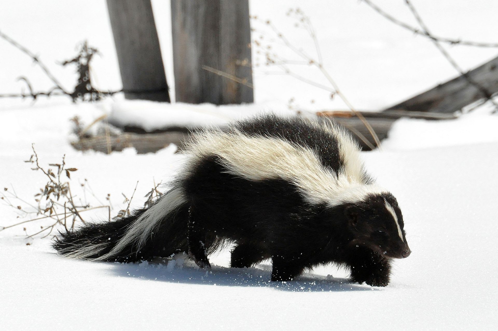 skunk pruhovaný