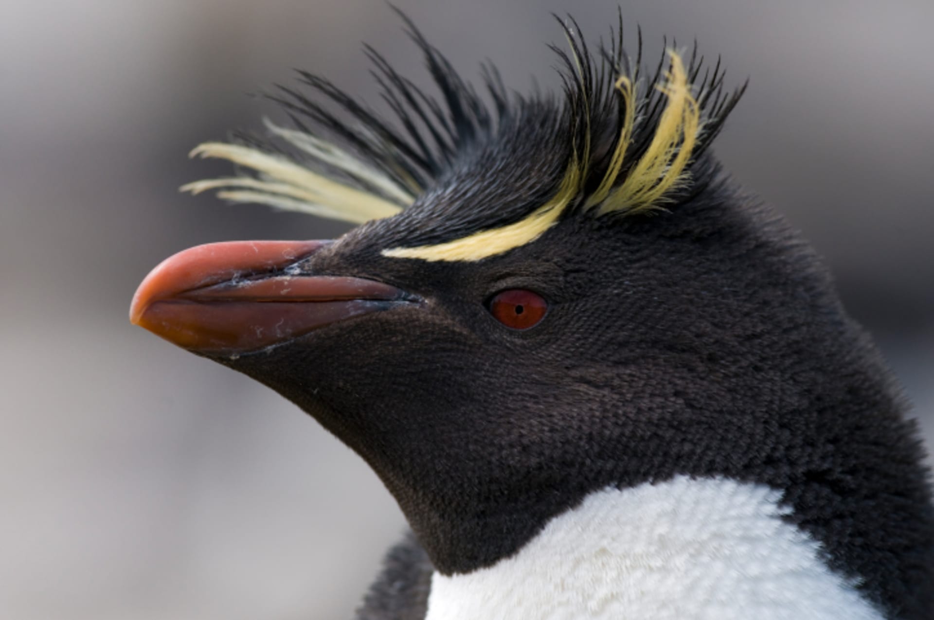 Tučňák na Falklandách