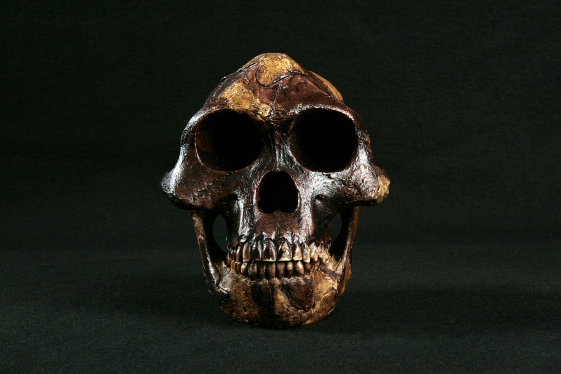 Australopithecus afarensis, konkrétně Lucy