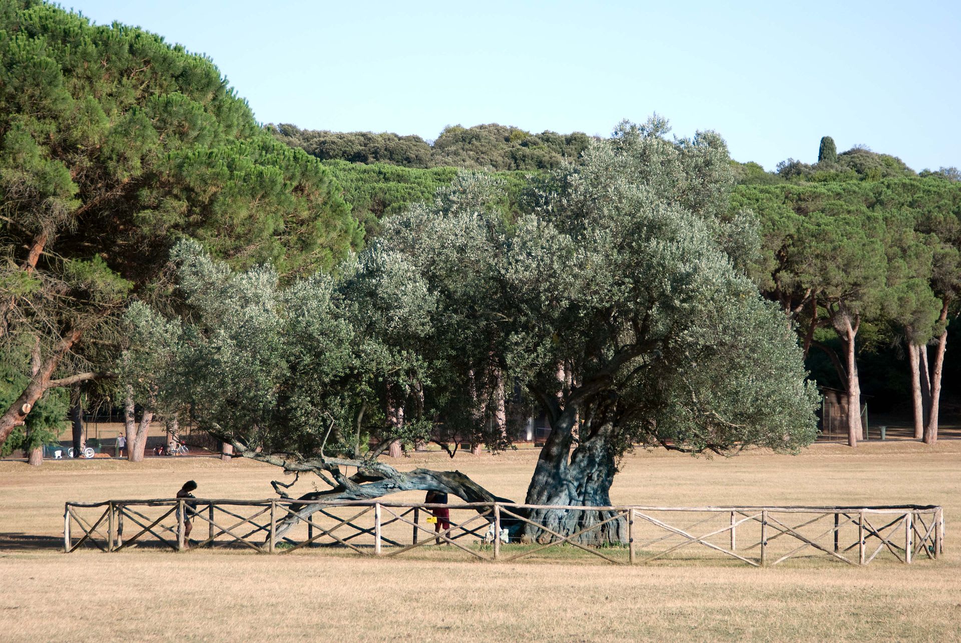 170 let staré olivovníky
