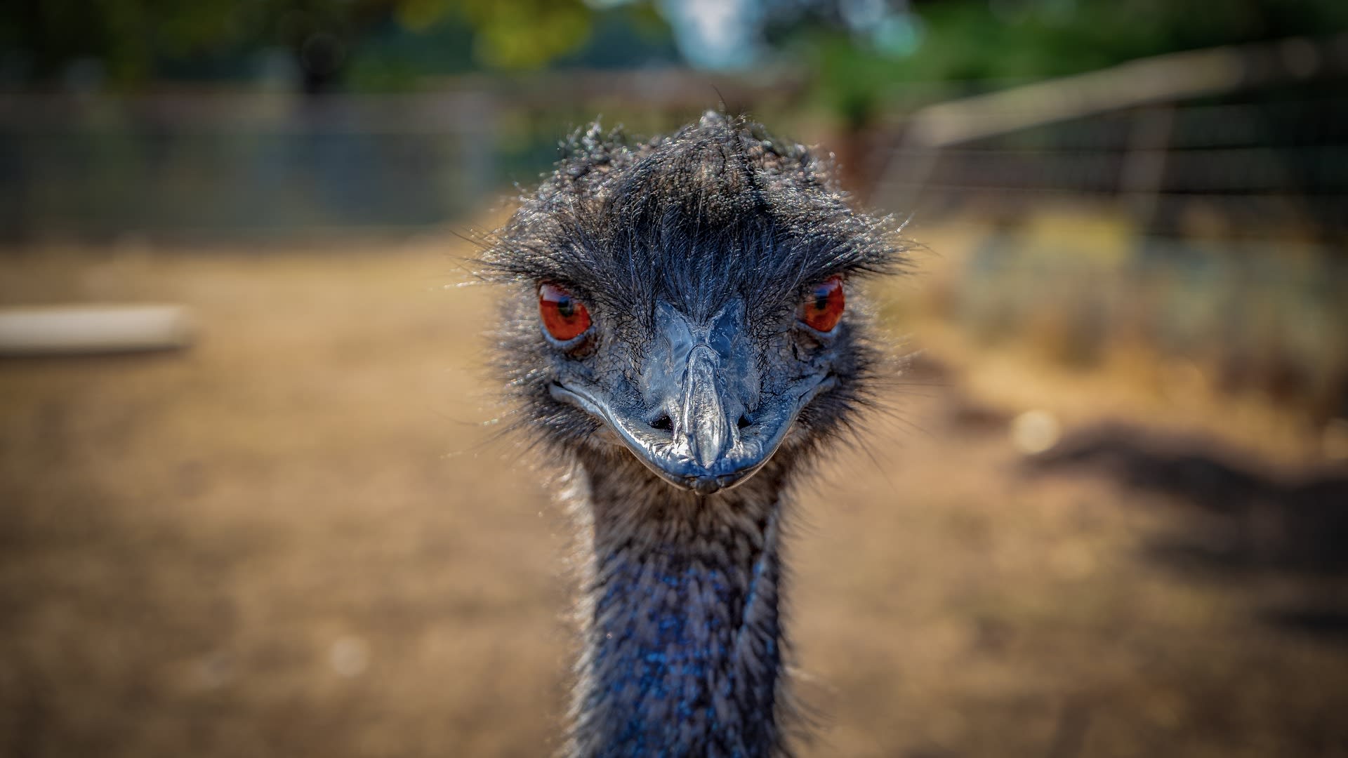 Emu hnědý v zajetí