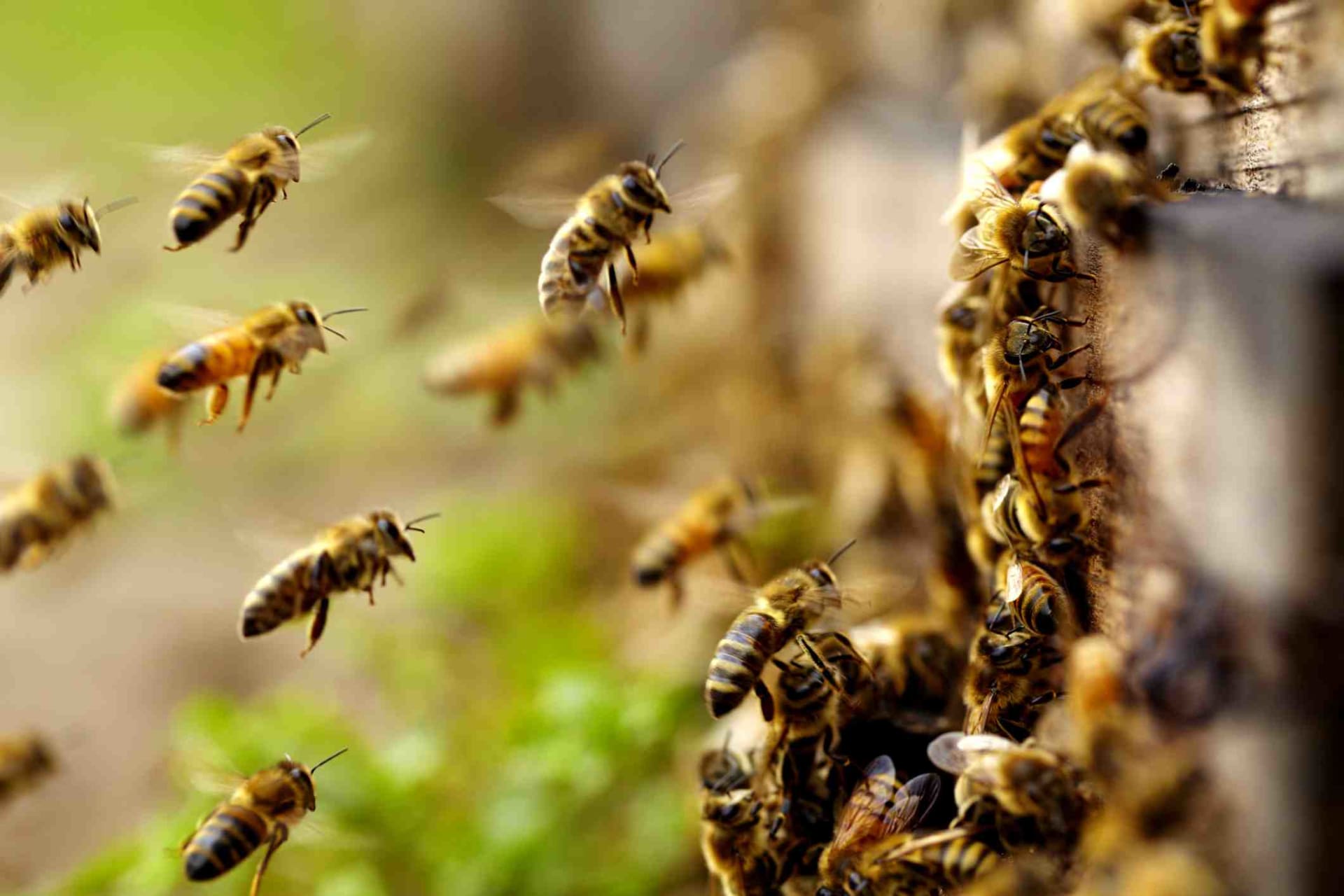 Co jste nevěděli o včelách 3