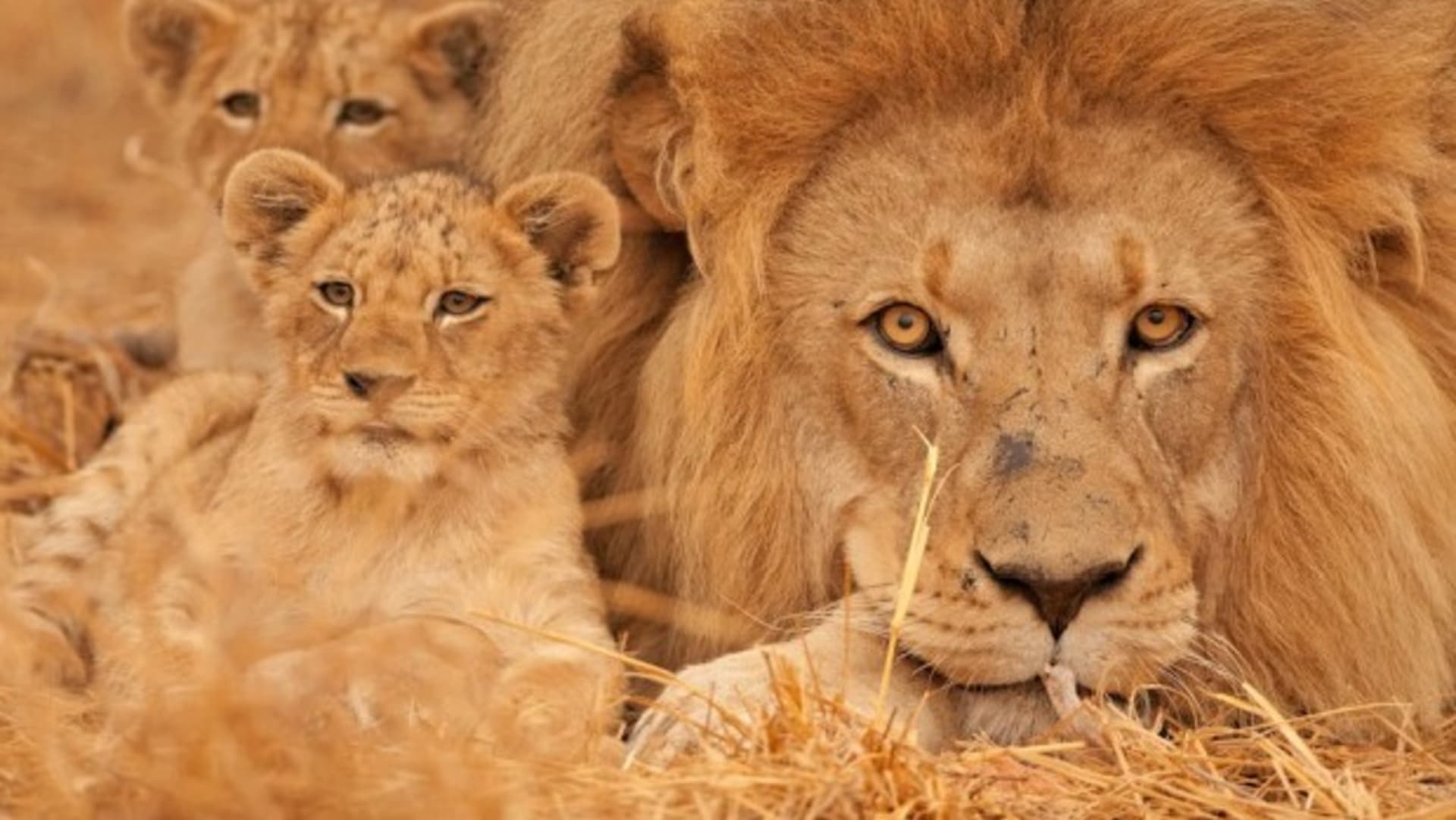 Lvi senegalští