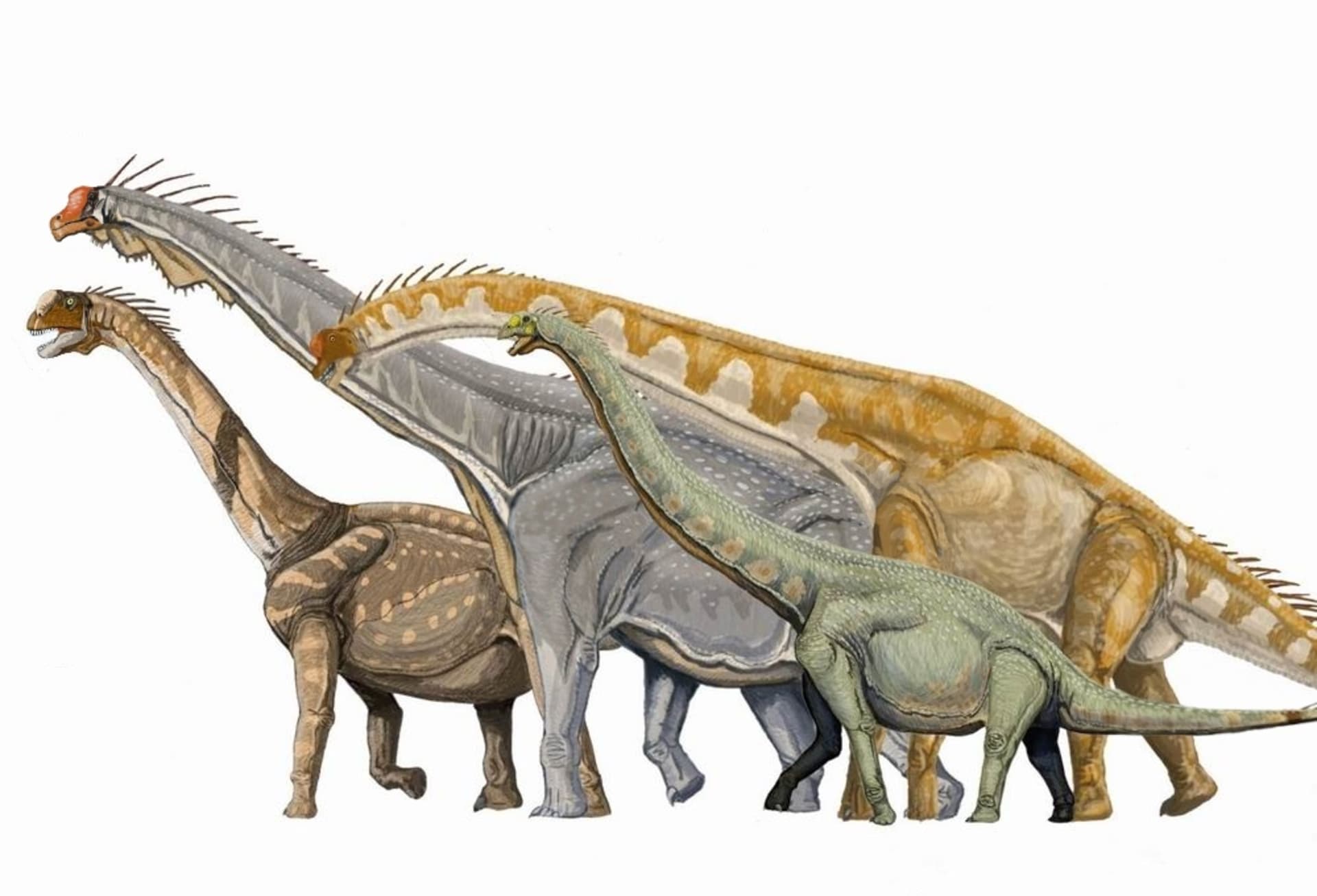Sauropodi ze skupiny Macronaria