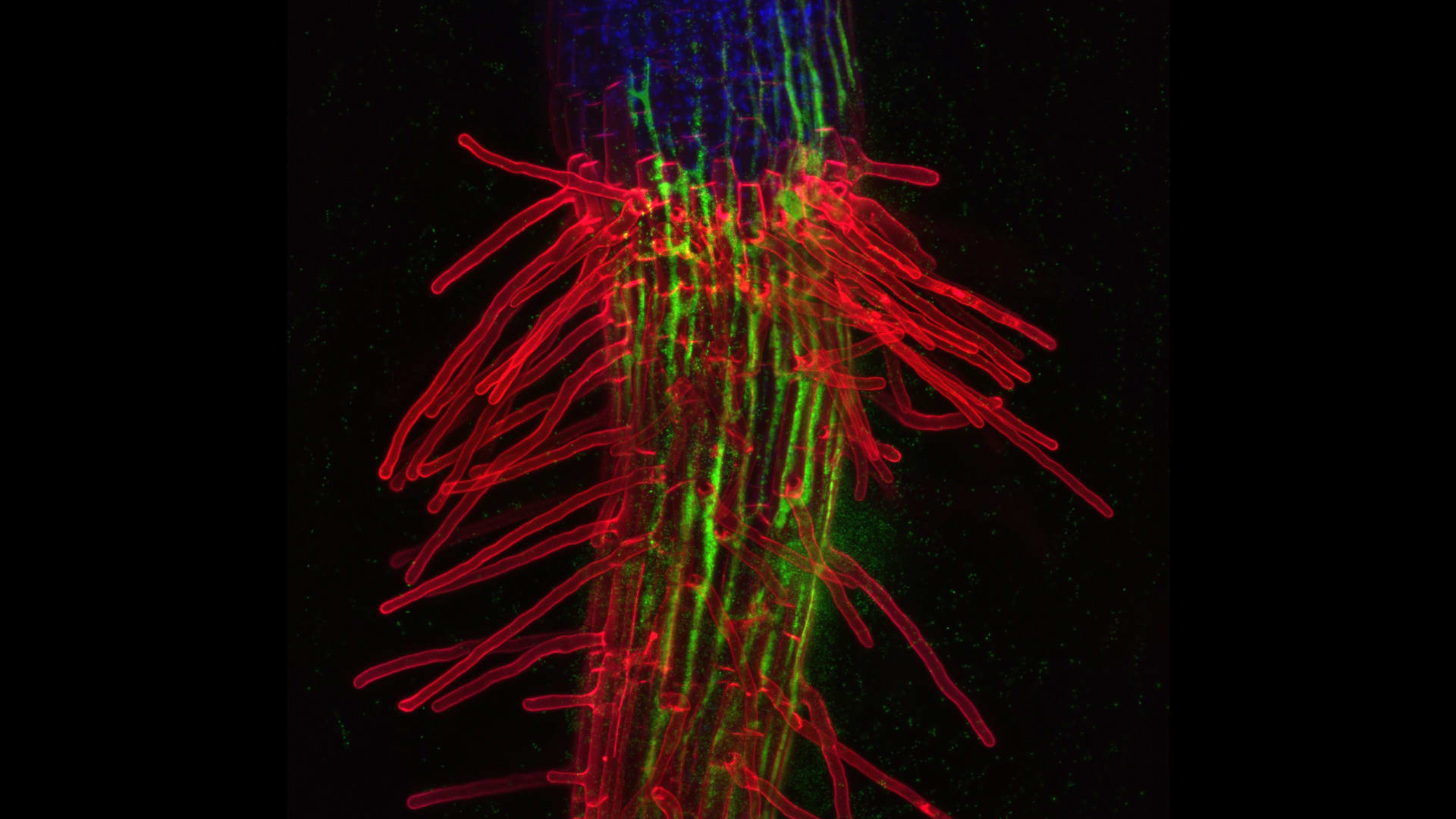 Semenáček huseníčku na rozhraní stonku a kořene (zeleně - bakterie, červeně - buněčné stěny, modře - chloroplasty). Červené výběžky jsou kořenové vlásky. Fluorescenční mikroskopie.