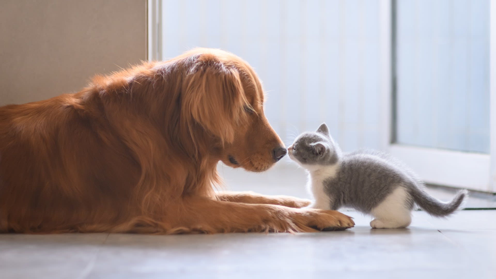 Kočka versus pes