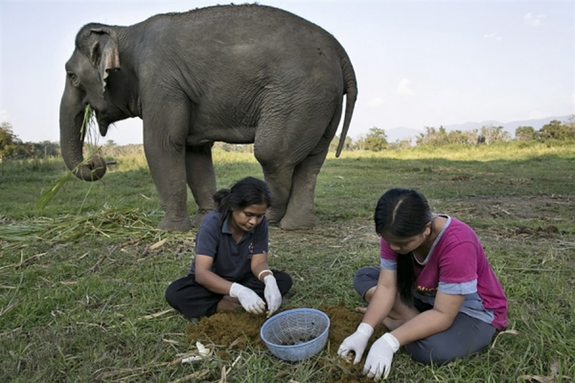 Třídění sloního trusu