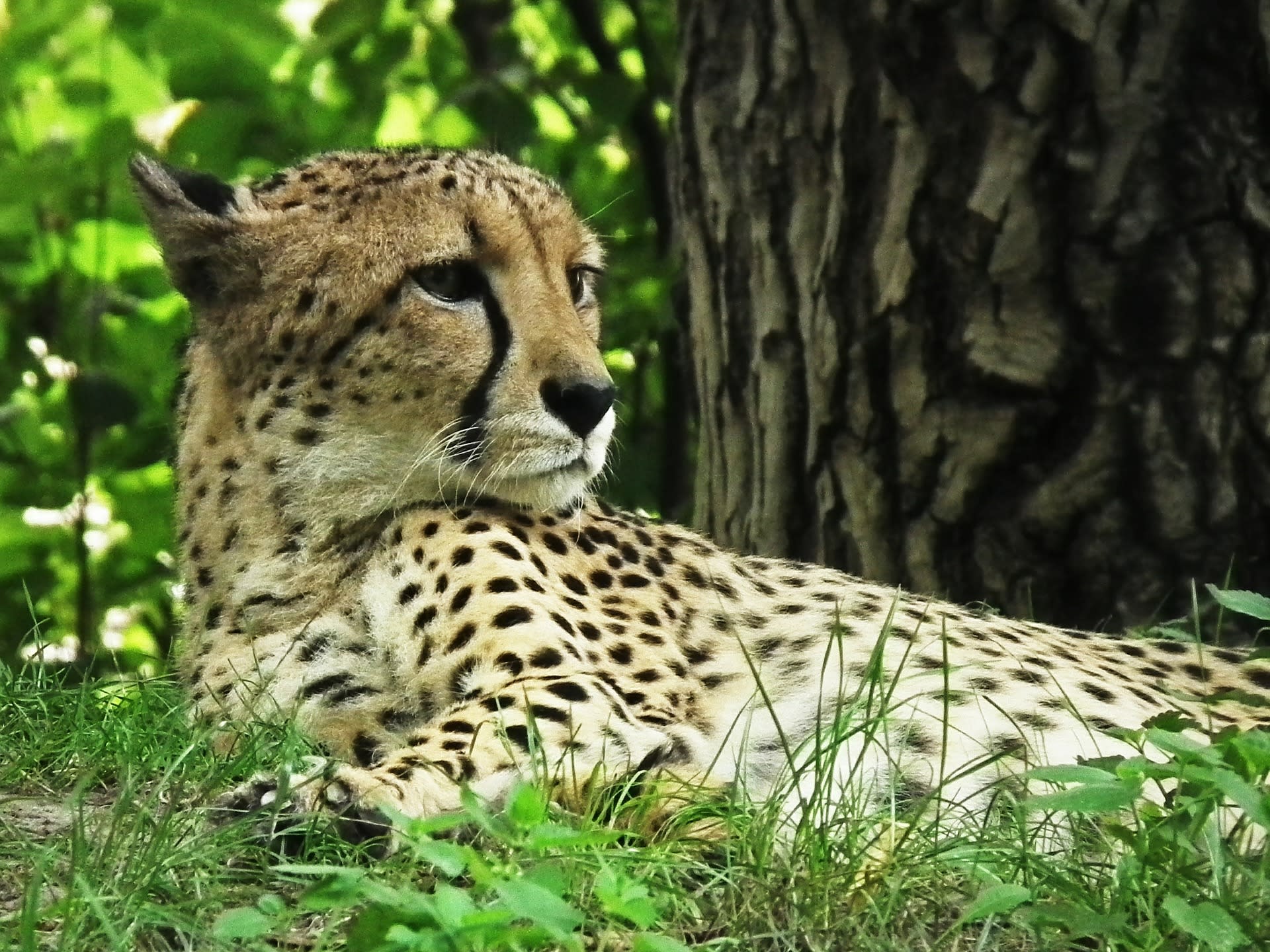 Gepardí odpočinek