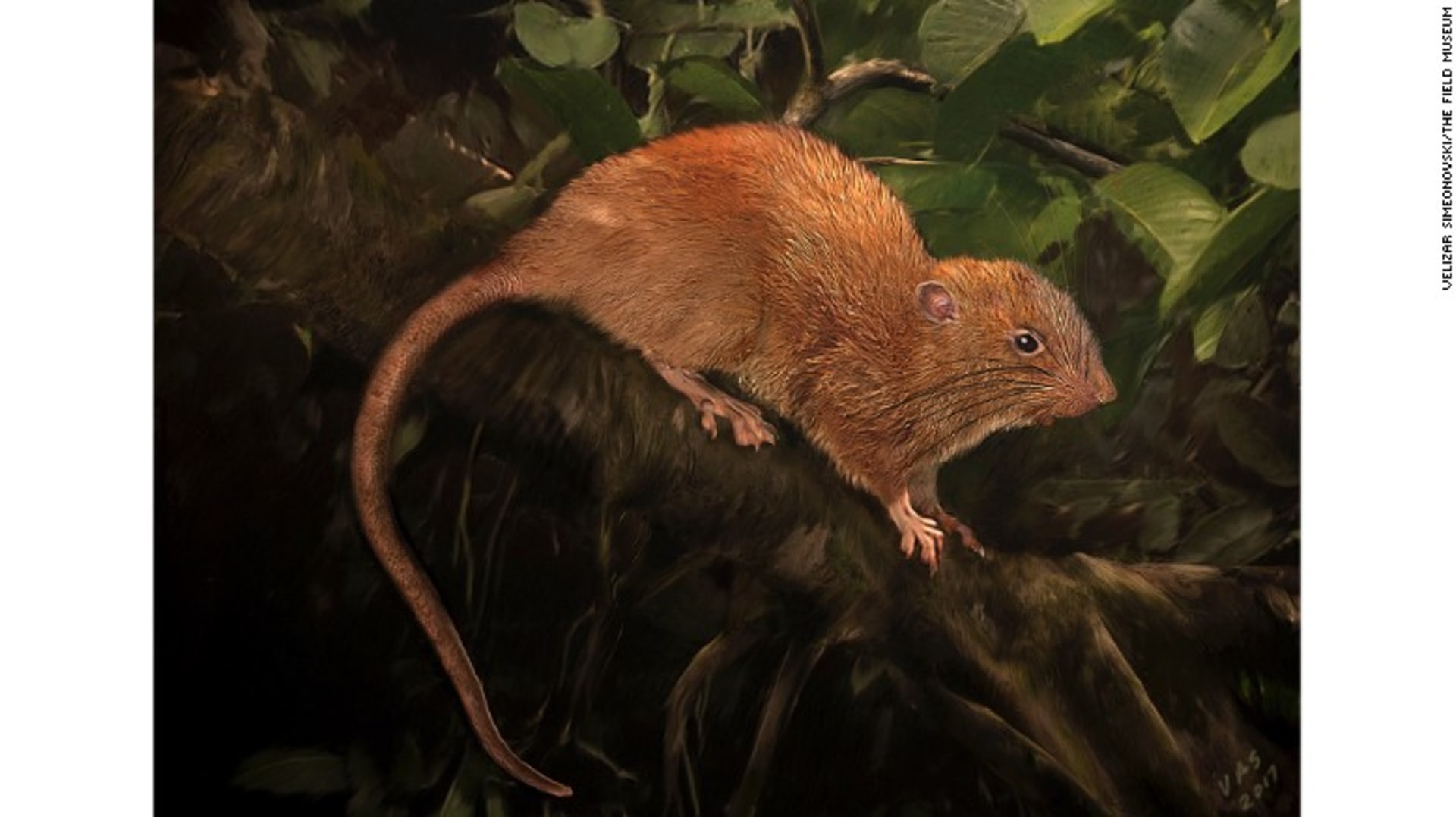 Snímek nově objevené krysy druhu  Uromys vika