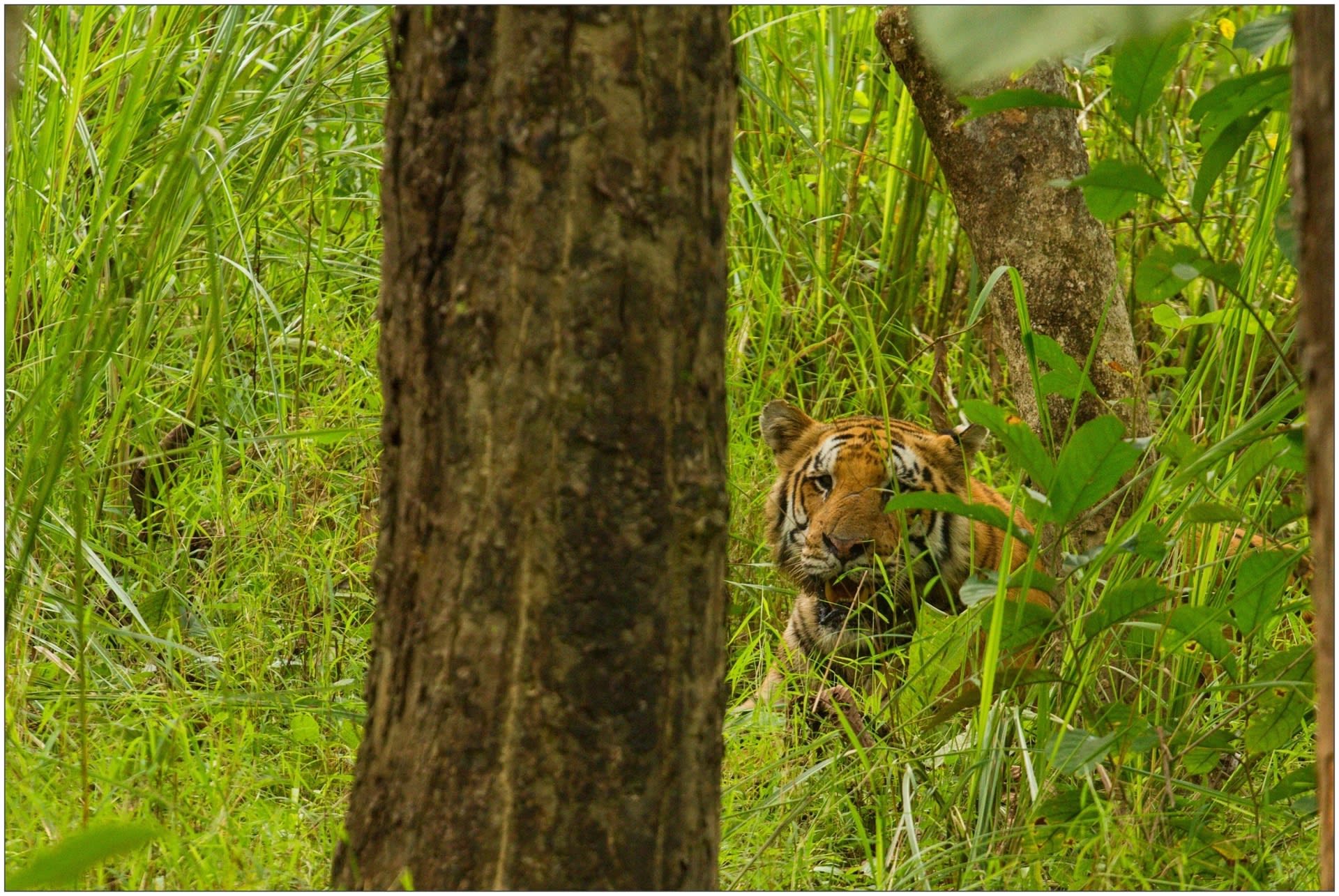 Tygr bengálský v nepálské divočině
