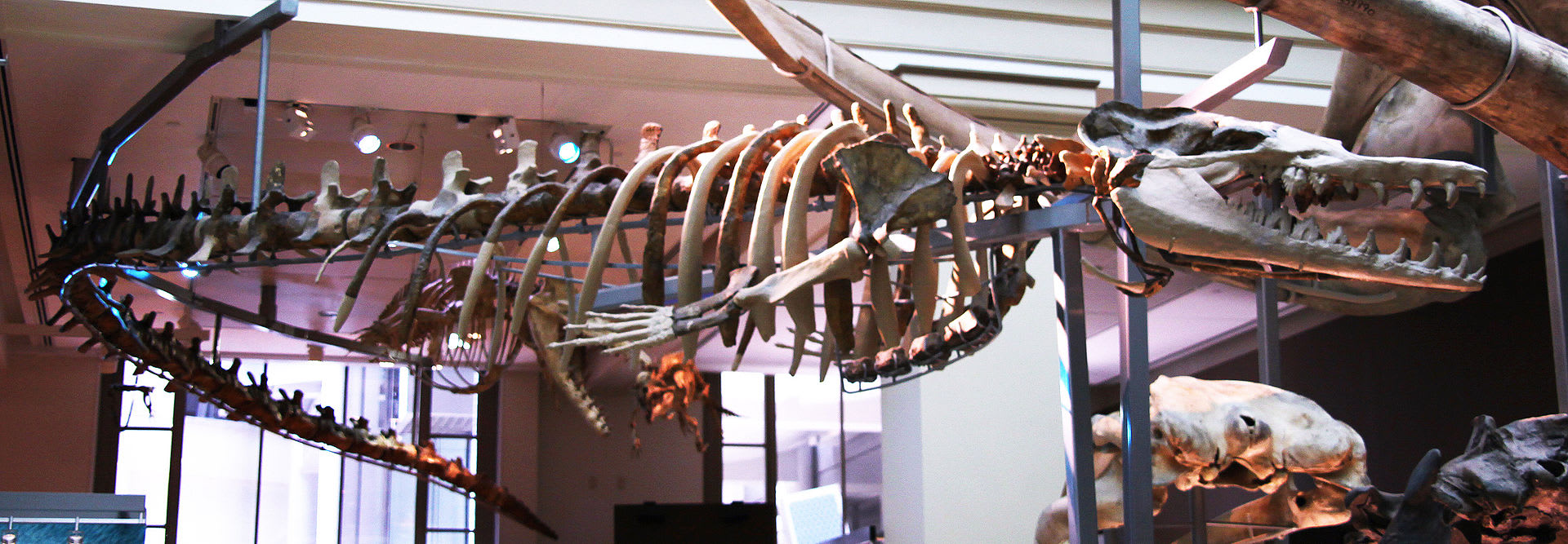 Kostra předka velryb Basilosaurus cetoides
