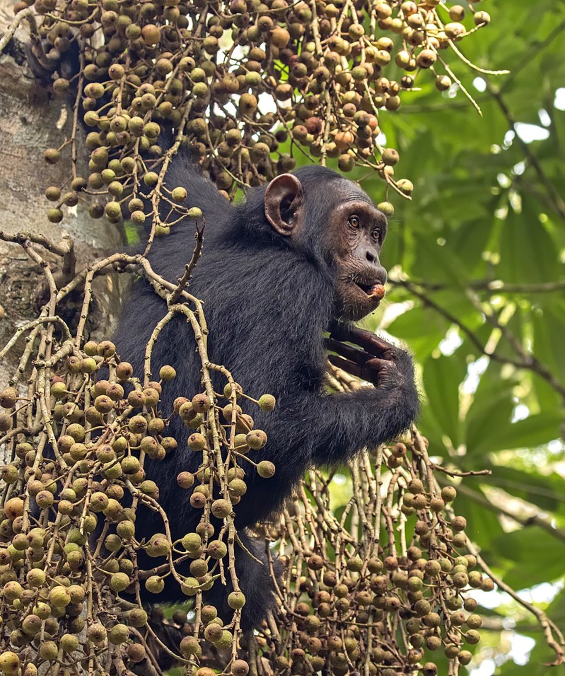 Šimpanz v Ugandě