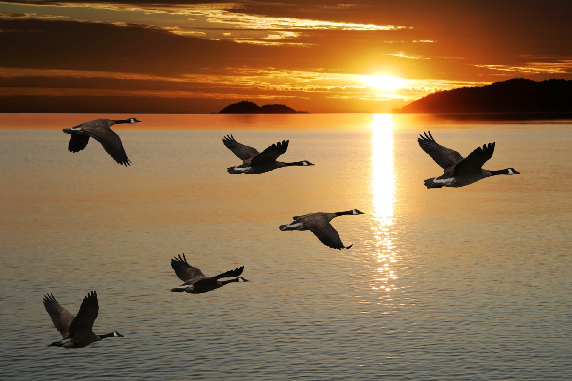 Na rozdíl od ostatních druhů, populace vodního ptactva, jako např. kanadských hus, je na vzestupu