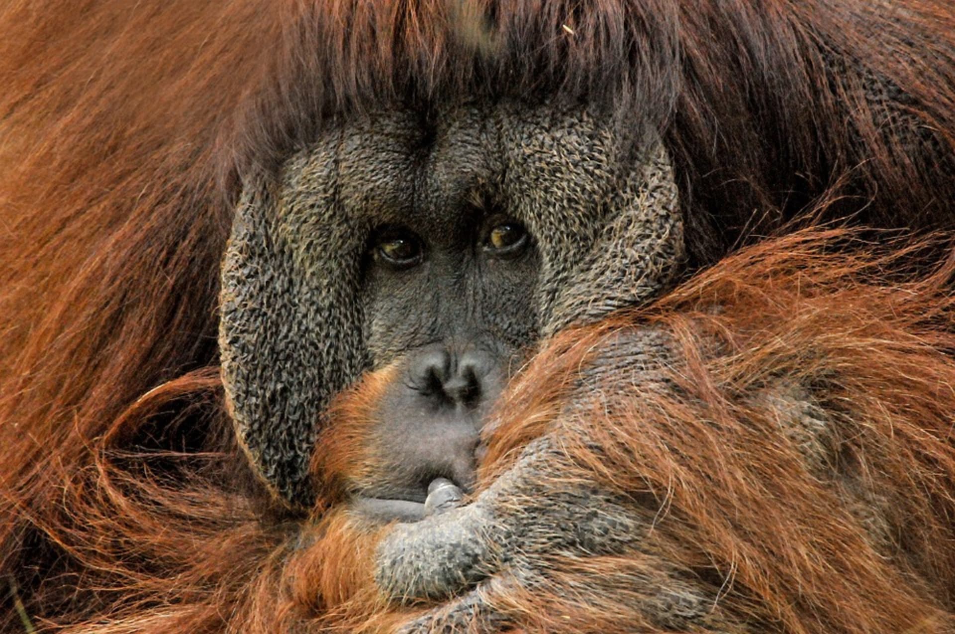 Orangutan v zajetí