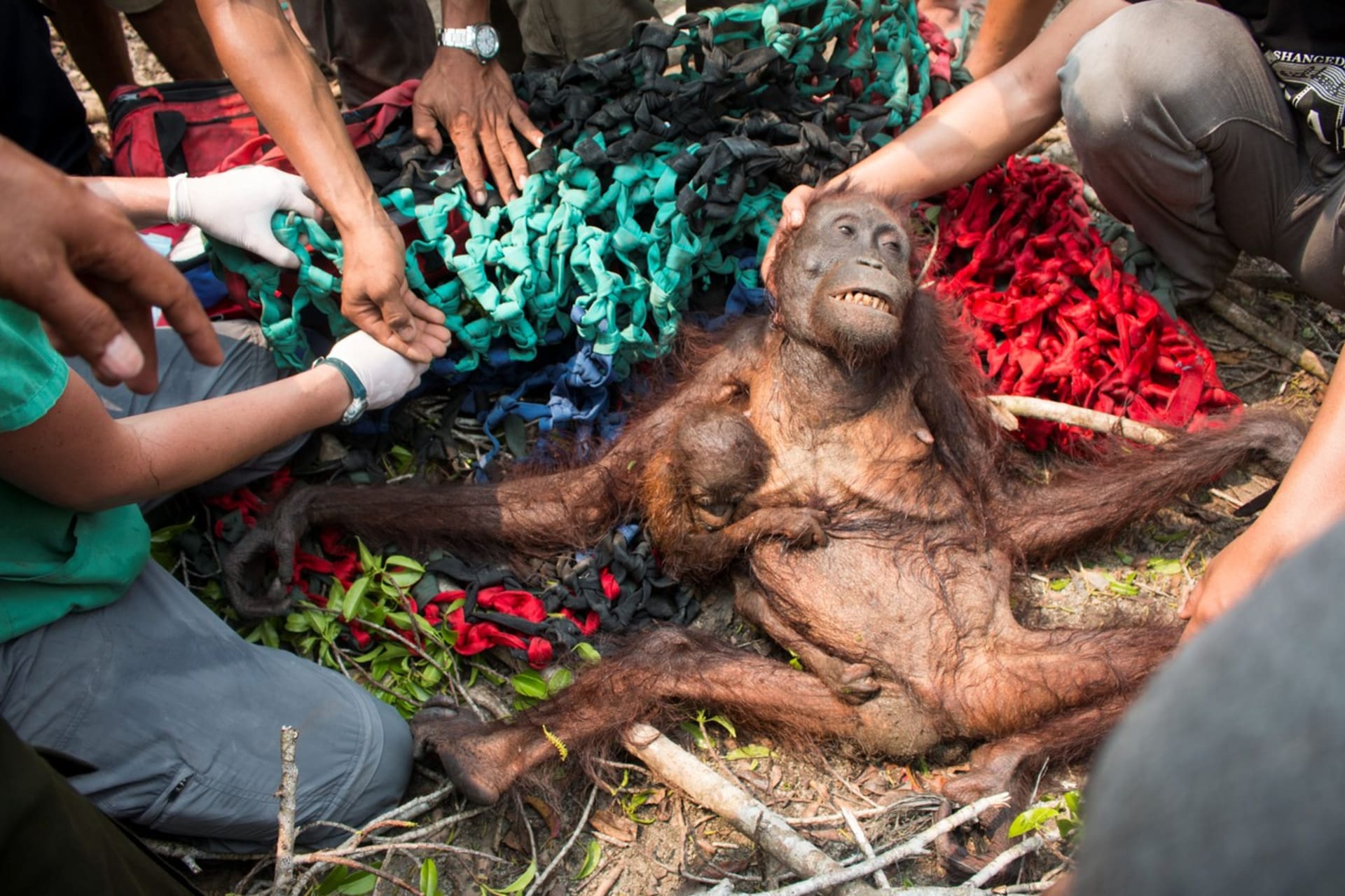 Zachráněná orangutaní rodinka - Obrázek 1