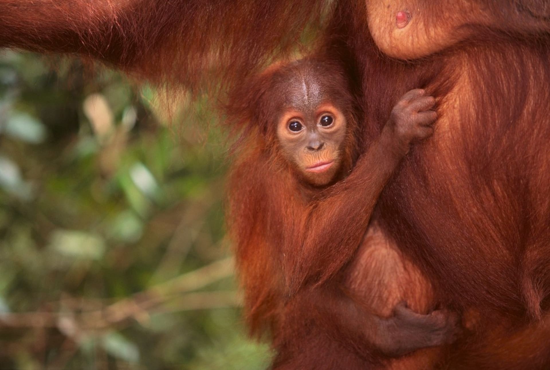 Mládě orangutana