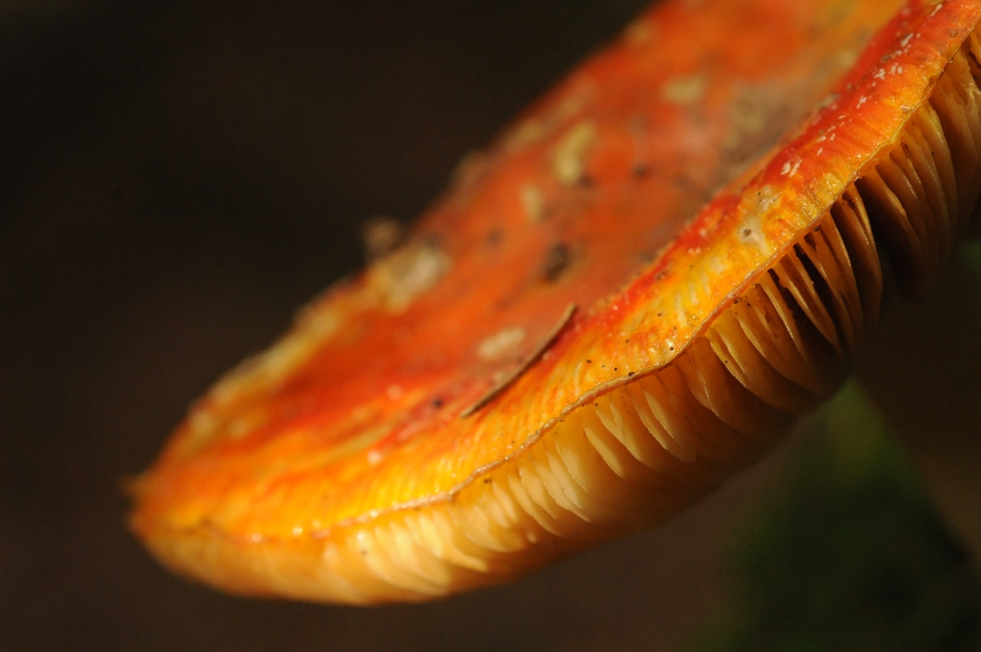 Detail klobouku muchomůrky červené