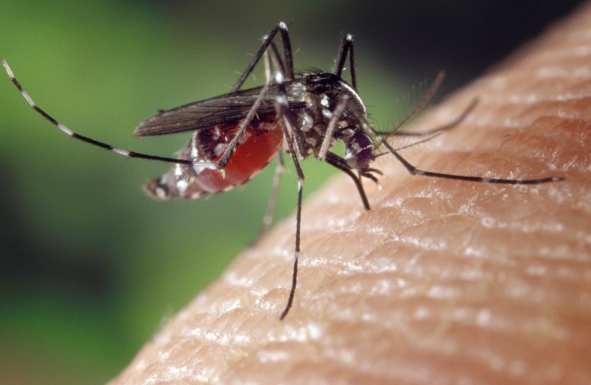 komár druhu Aedes albopictus