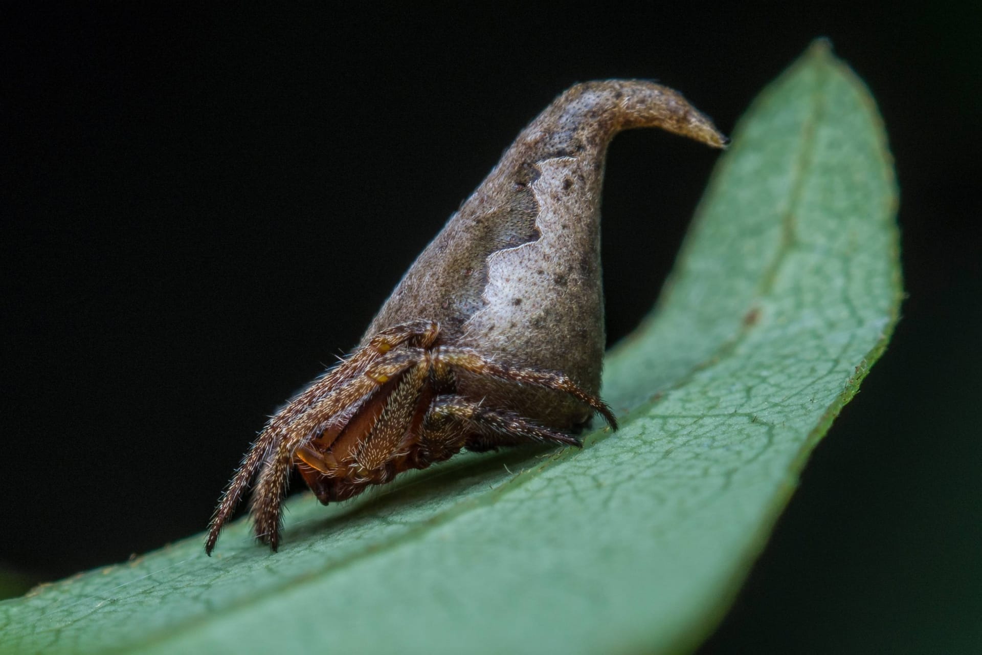 Pavouk druhu Eriovixia gryffindori