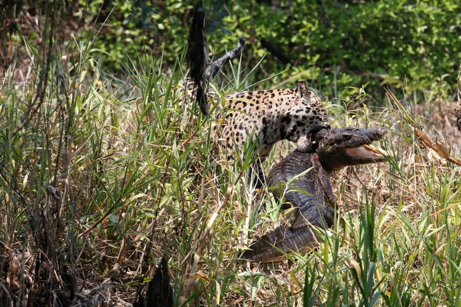 Jednooký jaguár proti mocnému kajmanovi - Obrázek 1