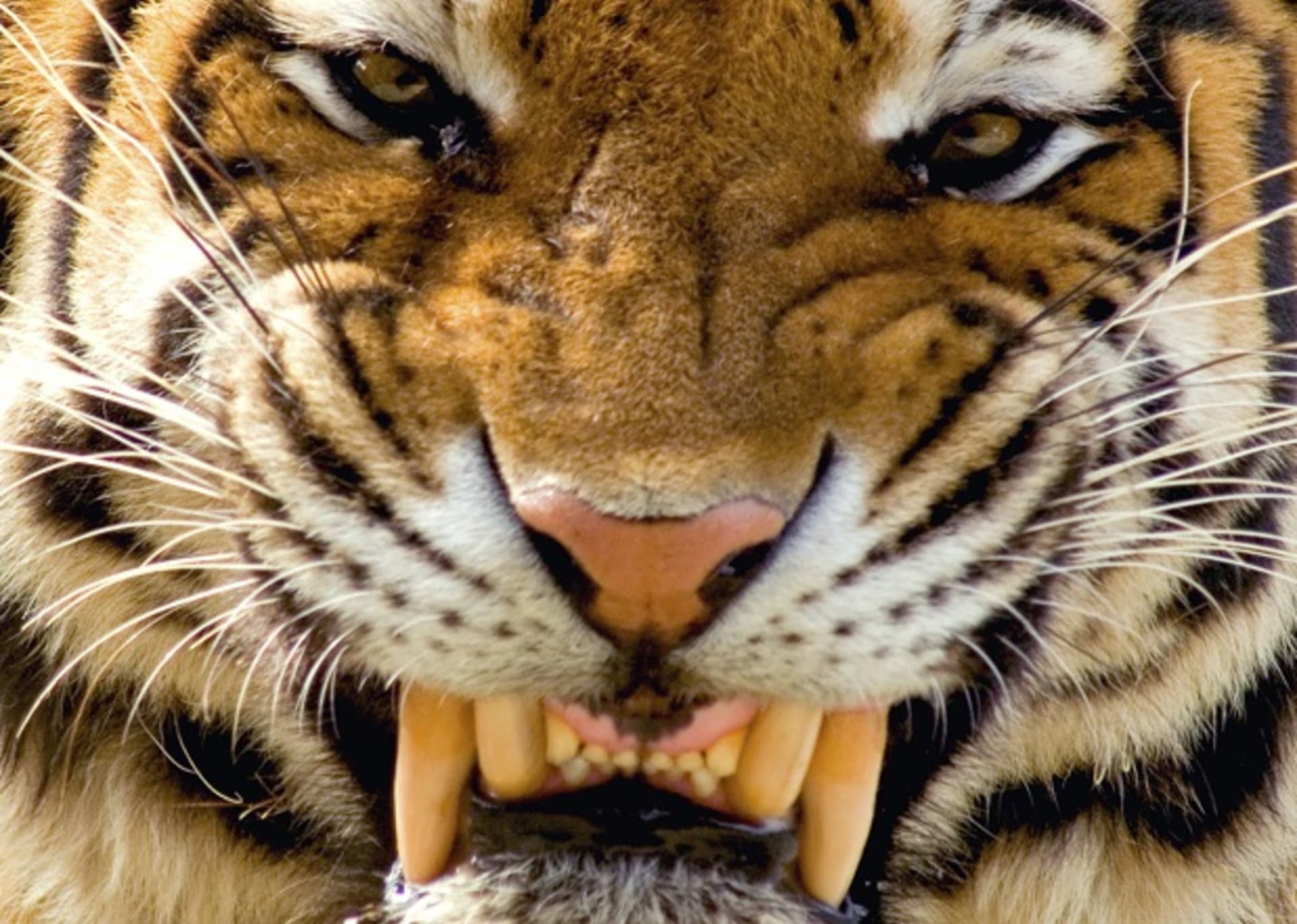 Rozhněvaný tygr