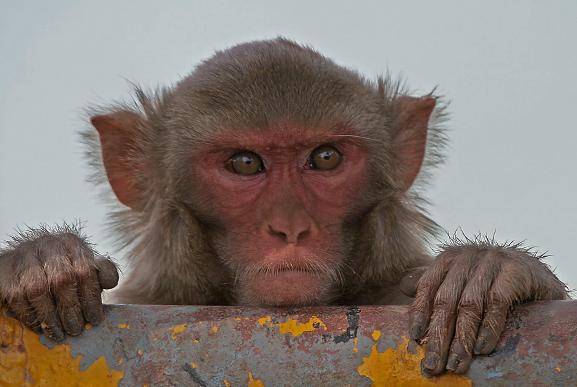 makak rhesus v Kinnerasani Wildlife Sanctuary, Andhra Pradesh, India