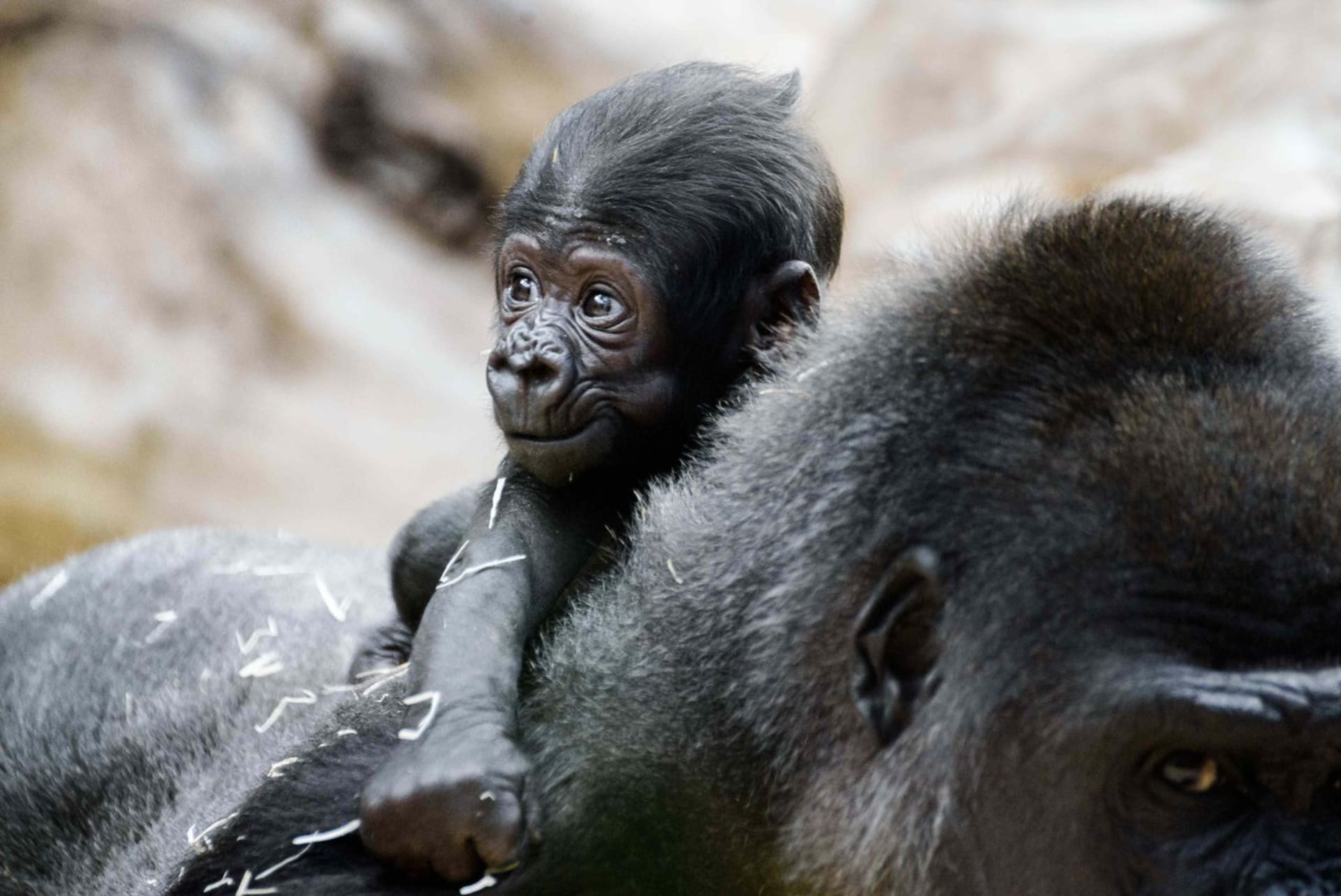 : Mládě samice gorily nížinné Shindy je sameček