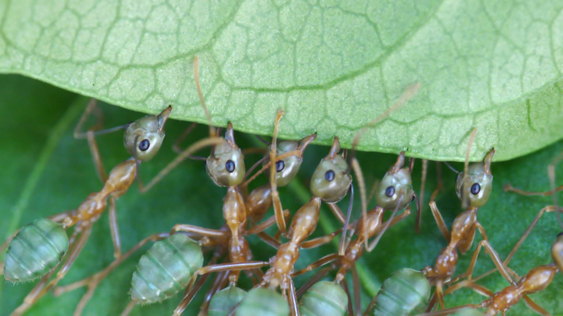V říši stromových mravenců - 2