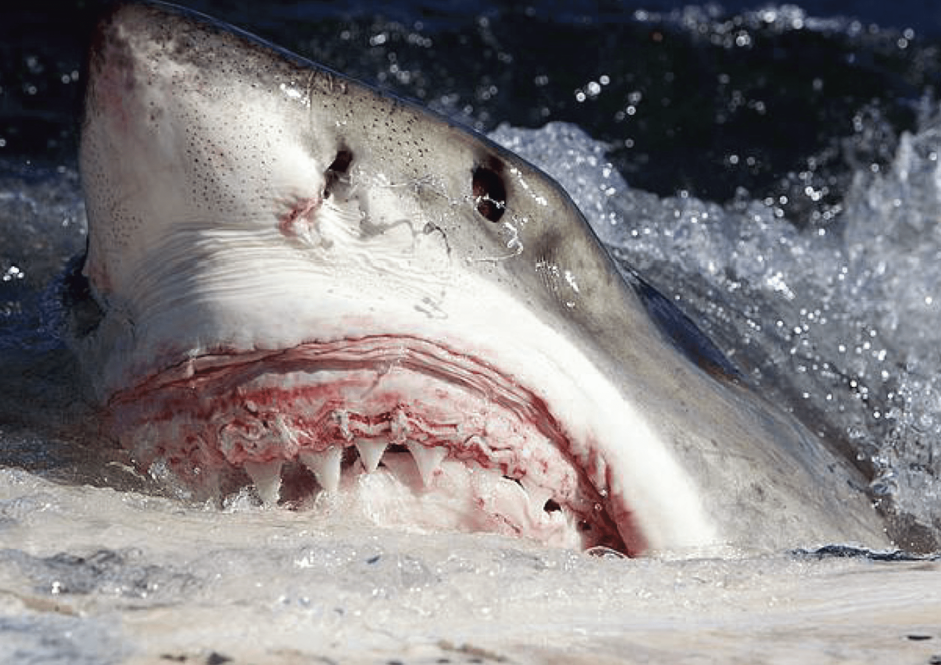 Velký bílý žralok - předloha netvora z Čelistí