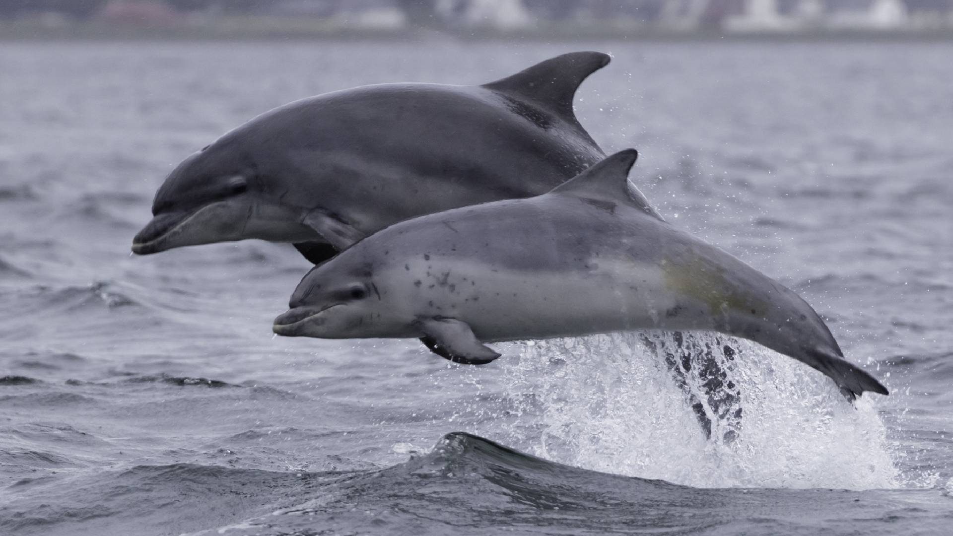 Delfín skákavý spotřebuje až 7 kg potravy za den. Může právě tohle být příčinou nevysvětlitelných úmrtí?