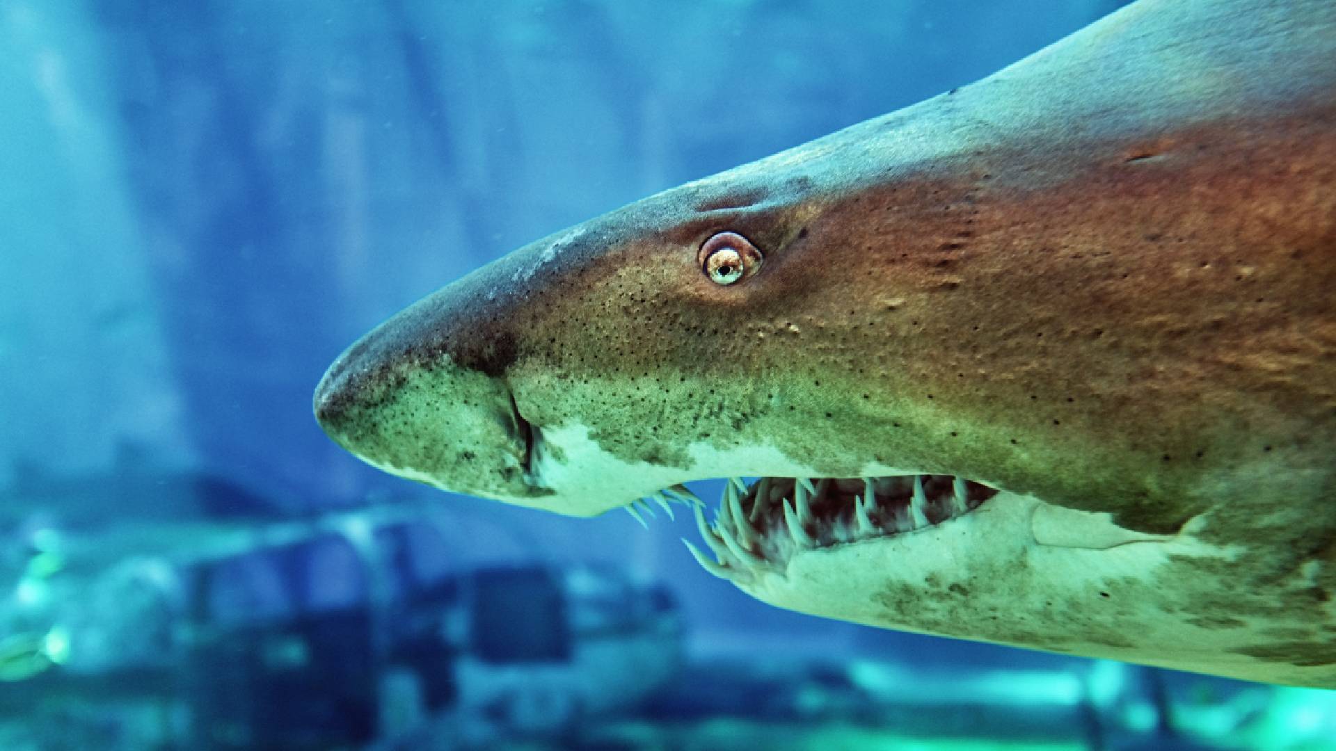 Útoky žraloků na člověka nejsou časté ani dnes, natož před tisíci lety