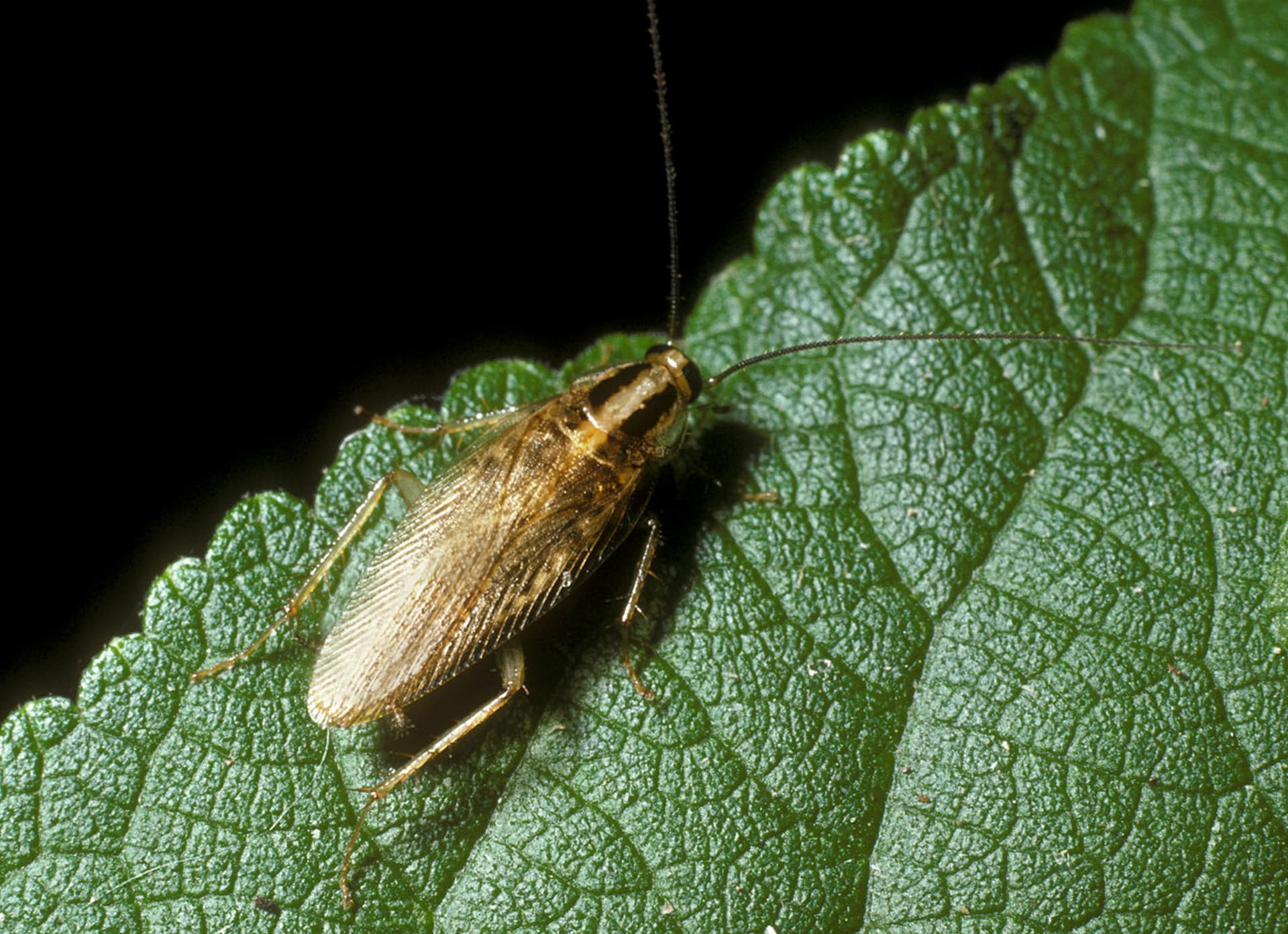 Asijský šváb druhu Blattella asahinai na listu soji