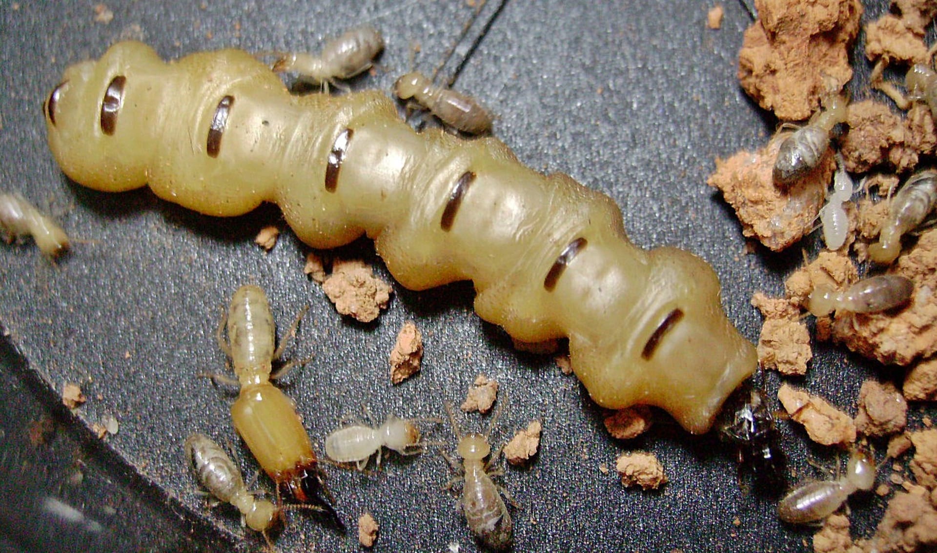 Královna termitů