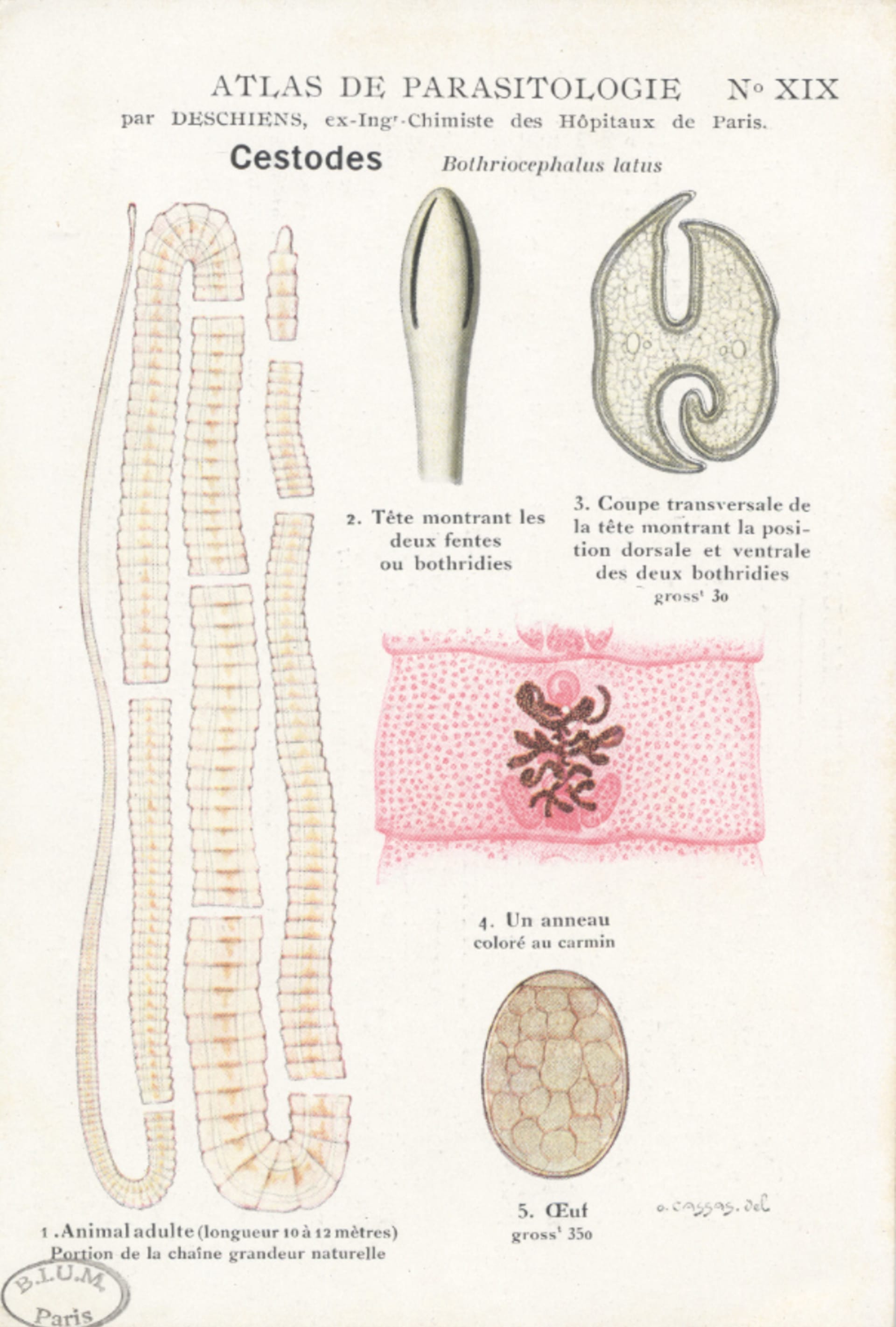 Škulovec široký v atlasu parazitologie z roku 1901