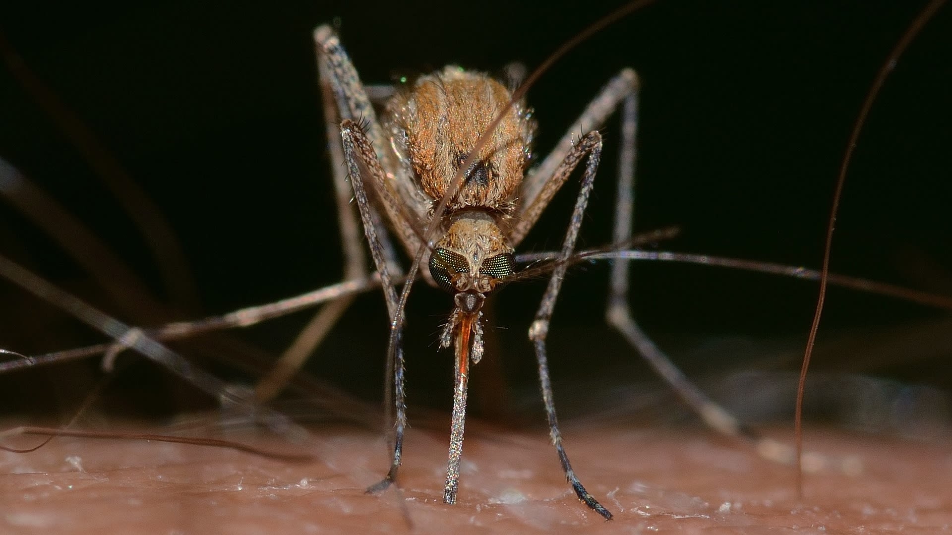 Komáří zabíjí víc lidí, než zvládnou lidi mezi sebou