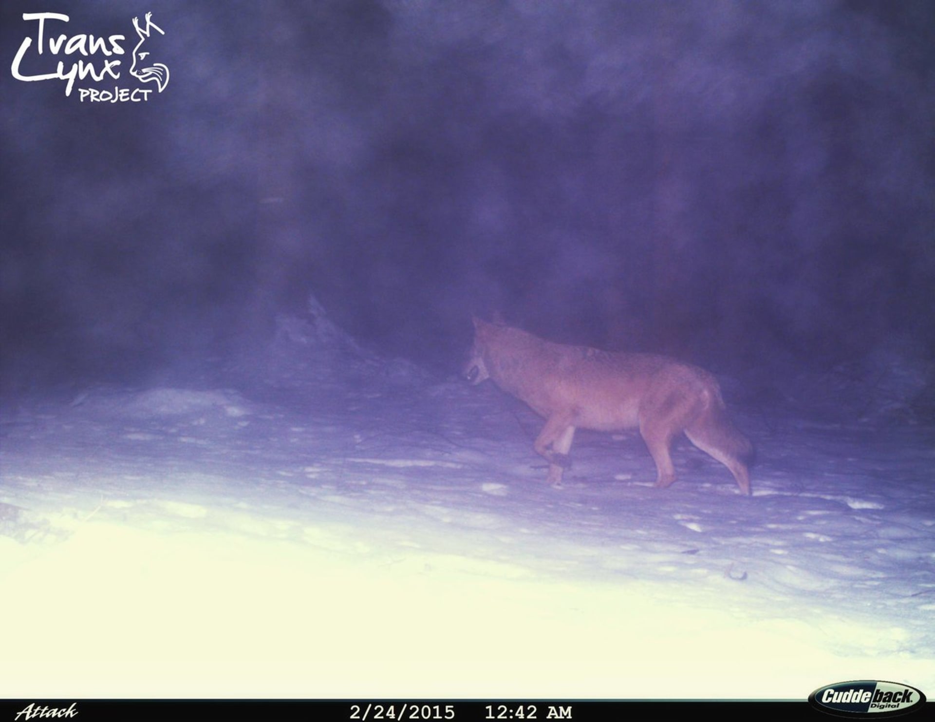 Vlk na Šumavě - důkaz z fotopasti