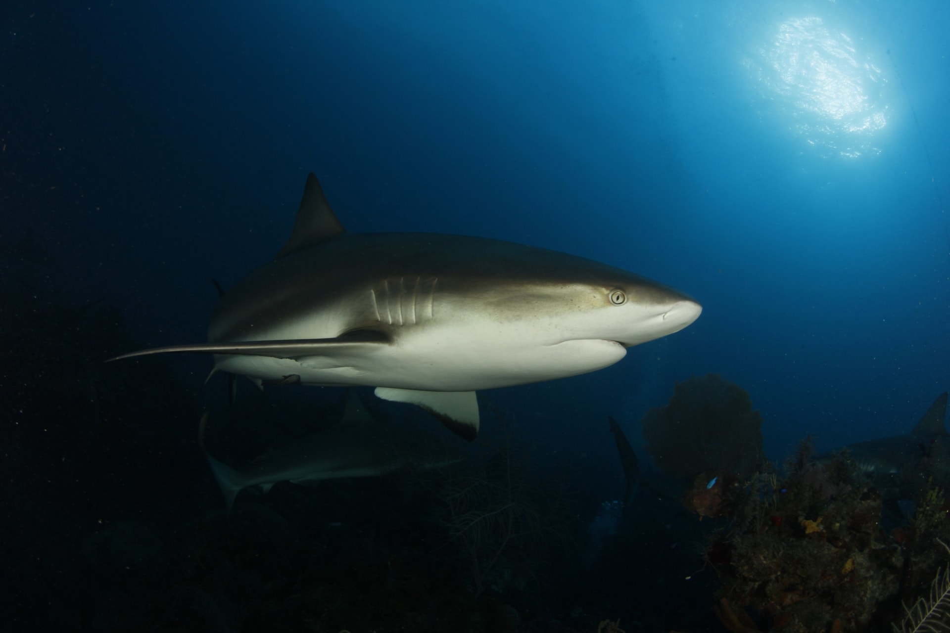 Útesy Královniných zahrad poskytují útočiště mnoha ohroženým druhům žraloků