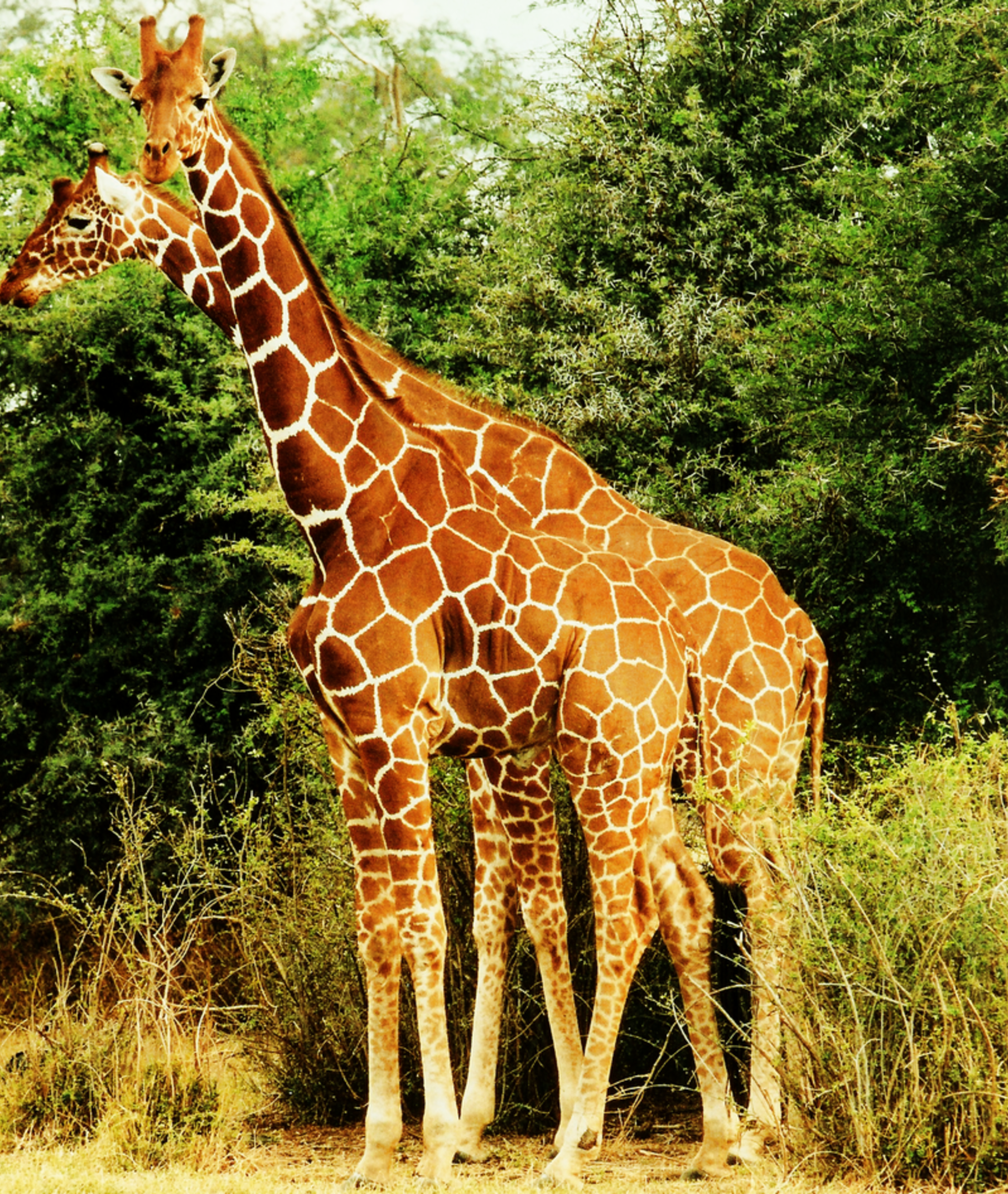 Žirafa síťovaná (Giraffa reticulata) 4