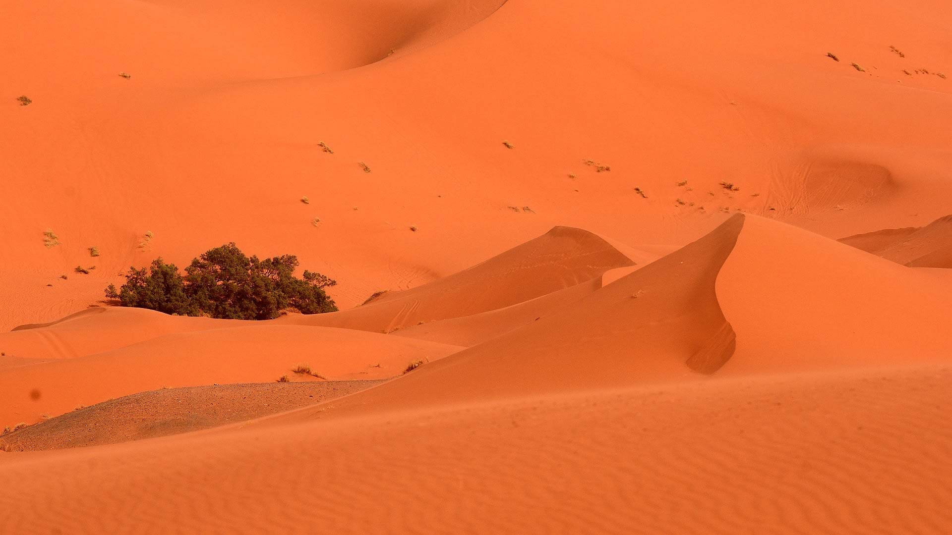 Sahara - marocké pouštní duny