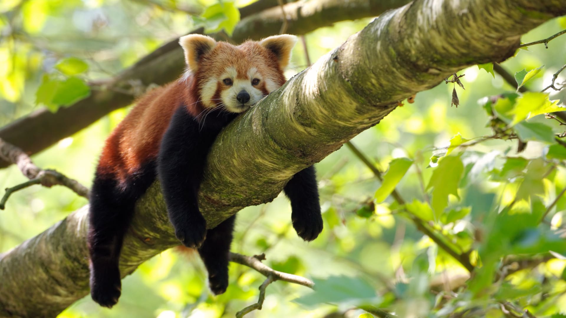Odpočívající panda červená