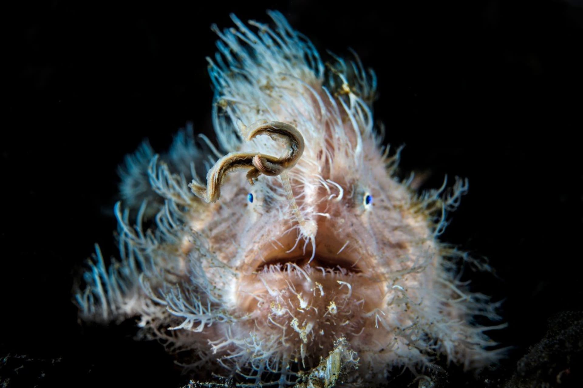 Rozedranec - hairy frogfish